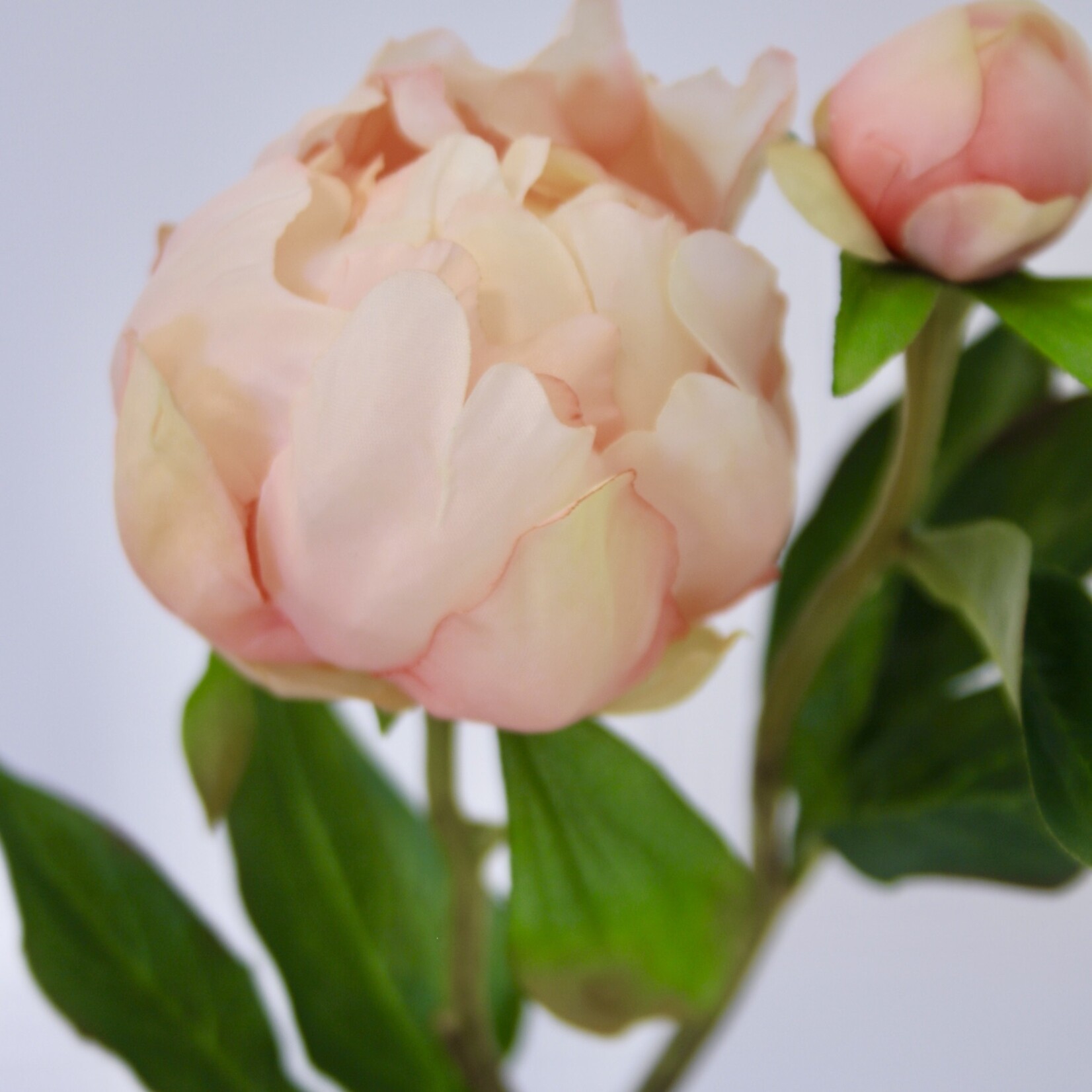 PIOENROOS PASTEL ELEGANCE | PERZIK | 45 CM