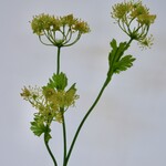 DILLE | GEEL | 70 CM