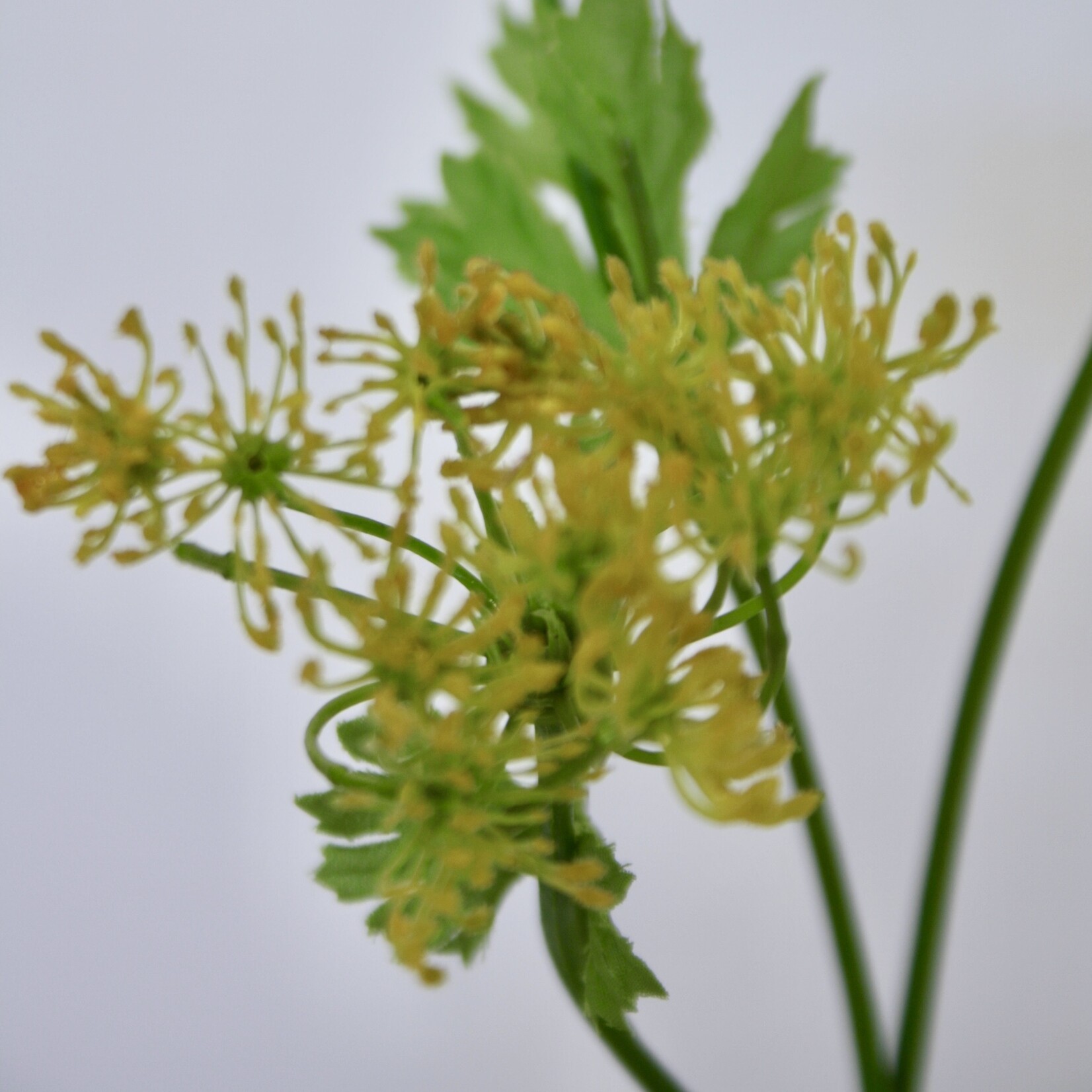 DILLE GRAVEOLENS | GEEL | 70 CM