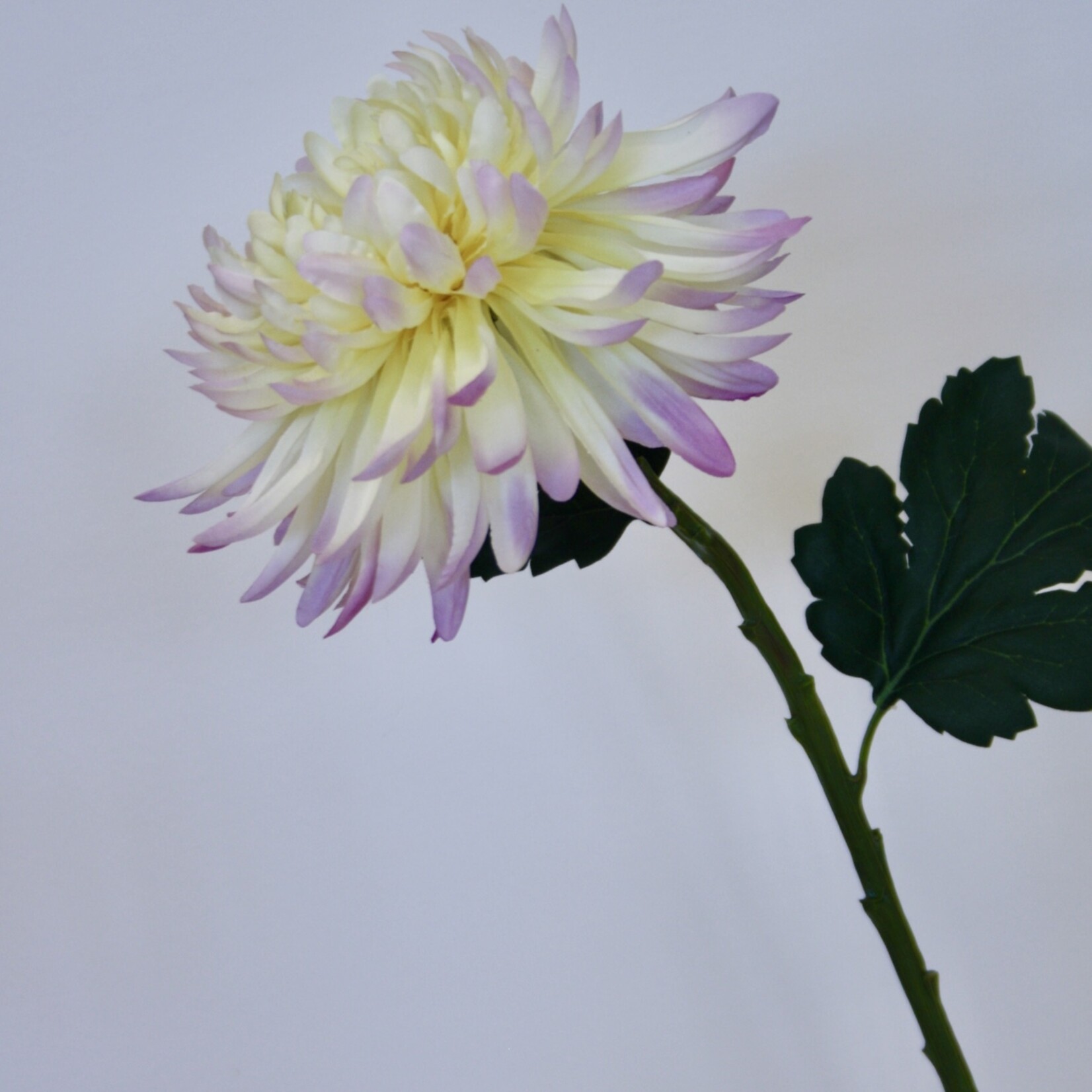 CHRYSANTHEMUM POESIE | YELLOW PINK | 55 CM