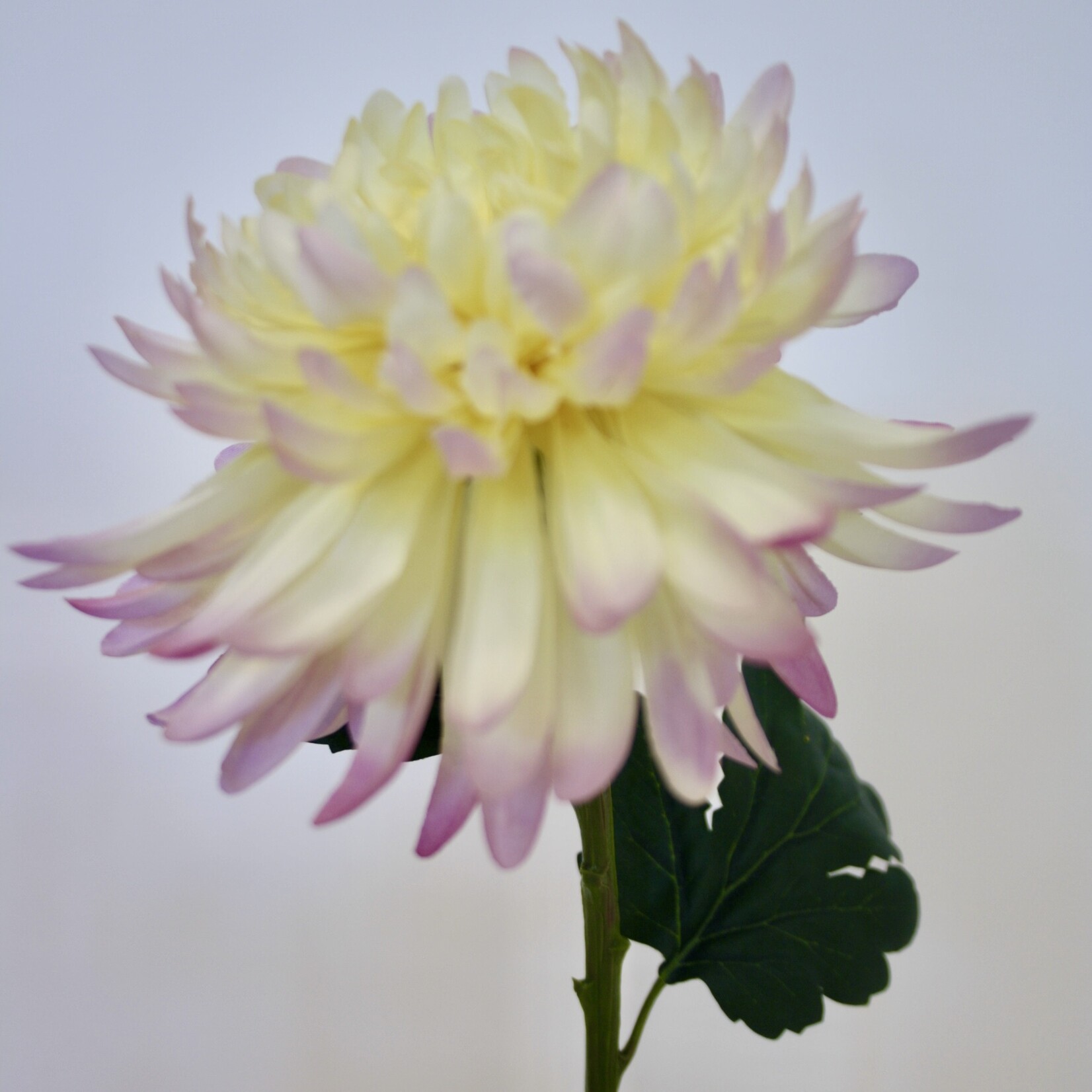 CHRYSANT POESIE| GEEL ROZE | 55 CM