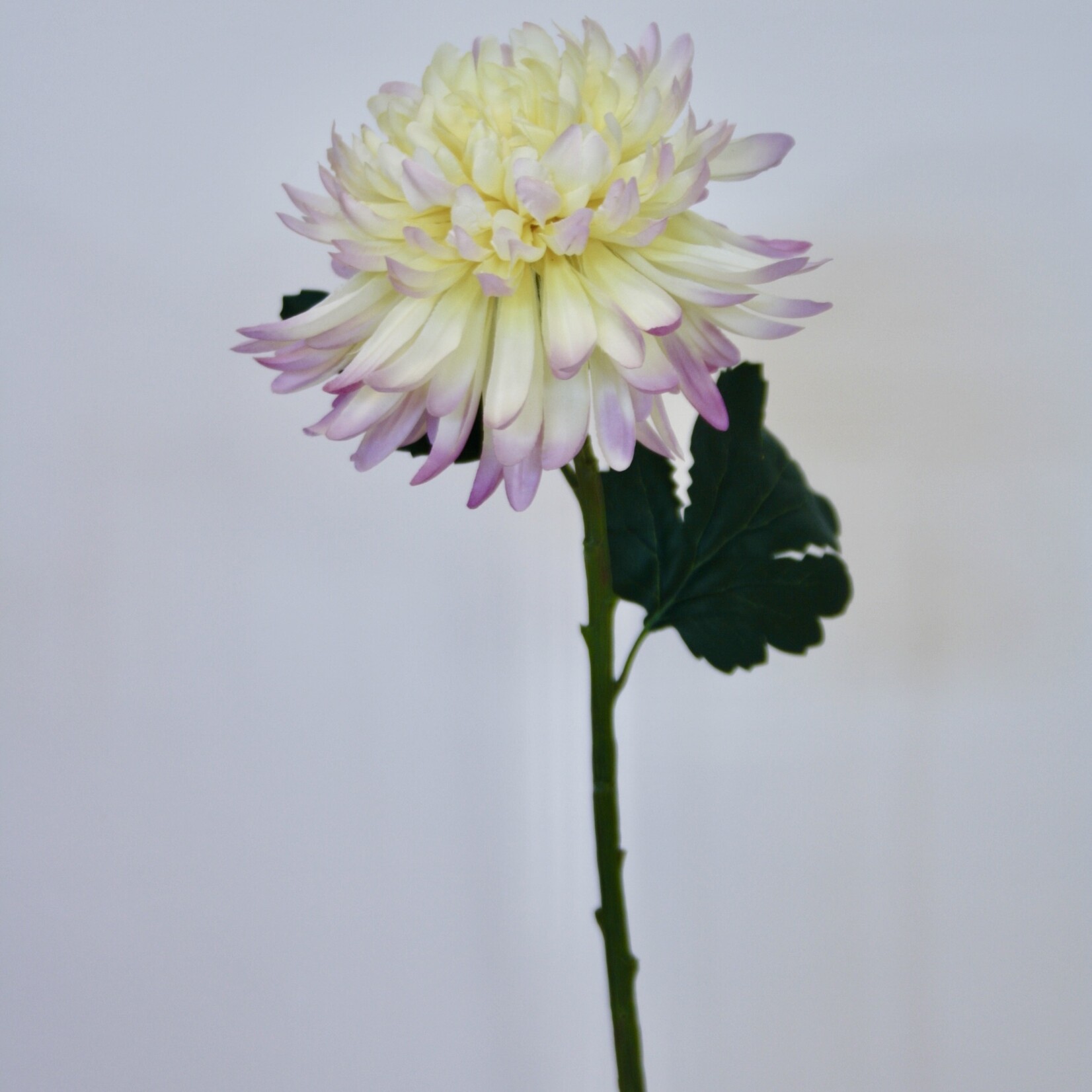 CHRYSANTHEMUM POESIE | YELLOW PINK | 55 CM