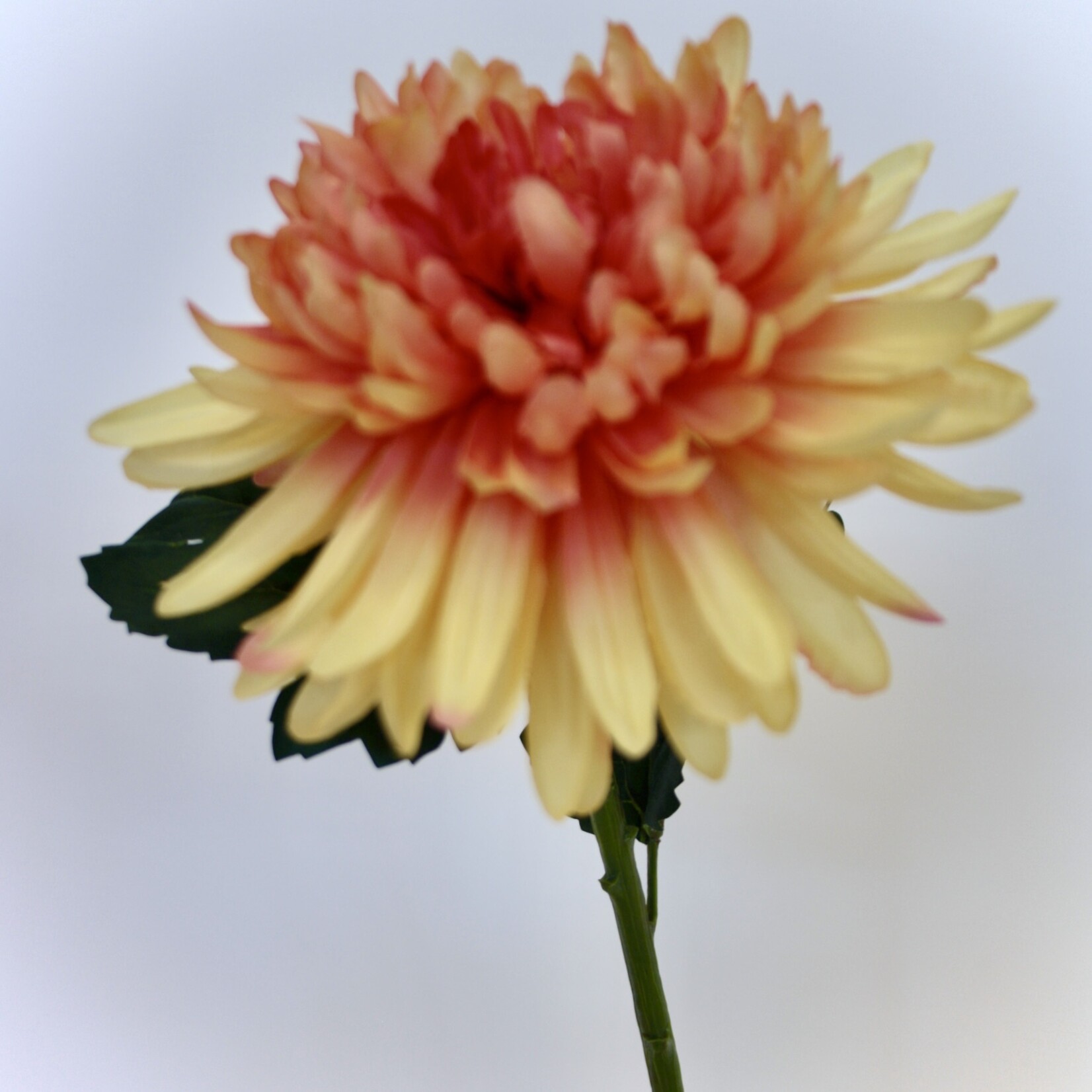 CHRYSANT HARDY INDIAN | ORANJE | 55 CM