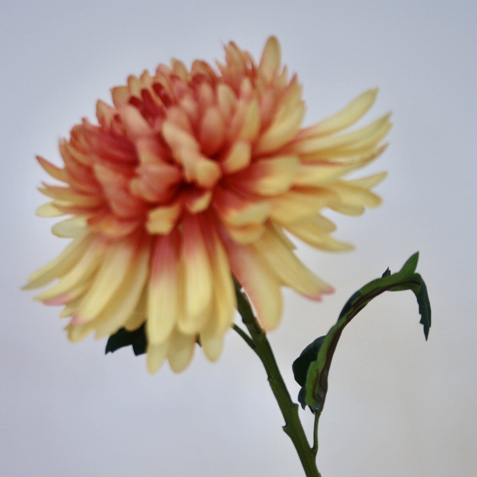 CHRYSANTHEMUM HARDY INDIAN | ORANGE | 55 CM