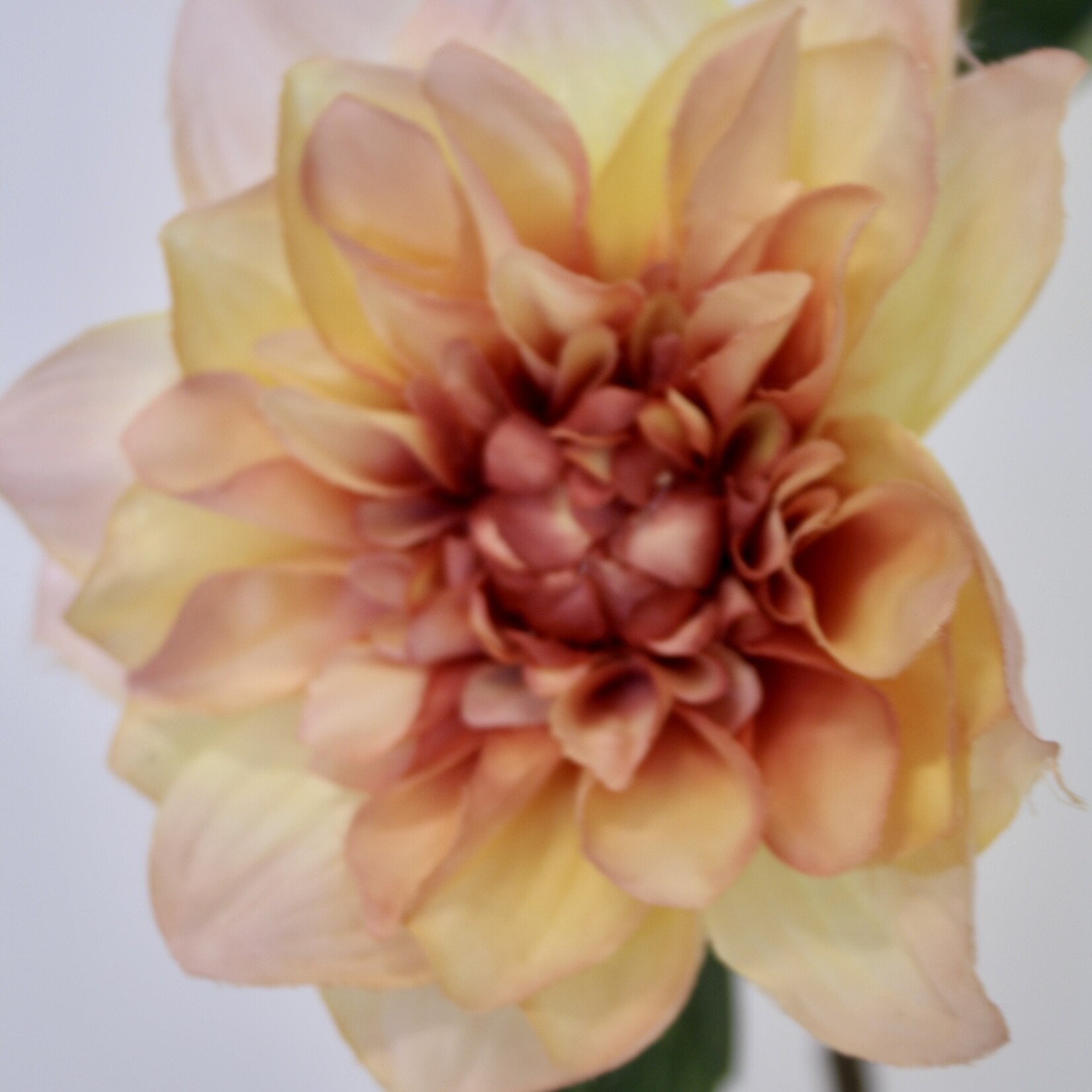 DAHLIA TAK MOODY DAHLIA  | MAUVE | 45 CM