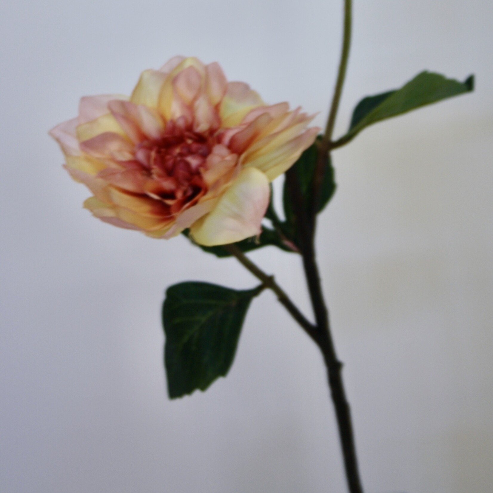 DAHLIA TAK MOODY DAHLIA  | MAUVE | 45 CM