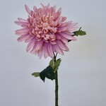 CHRYSANTHEMUM | PINK | 55 CM
