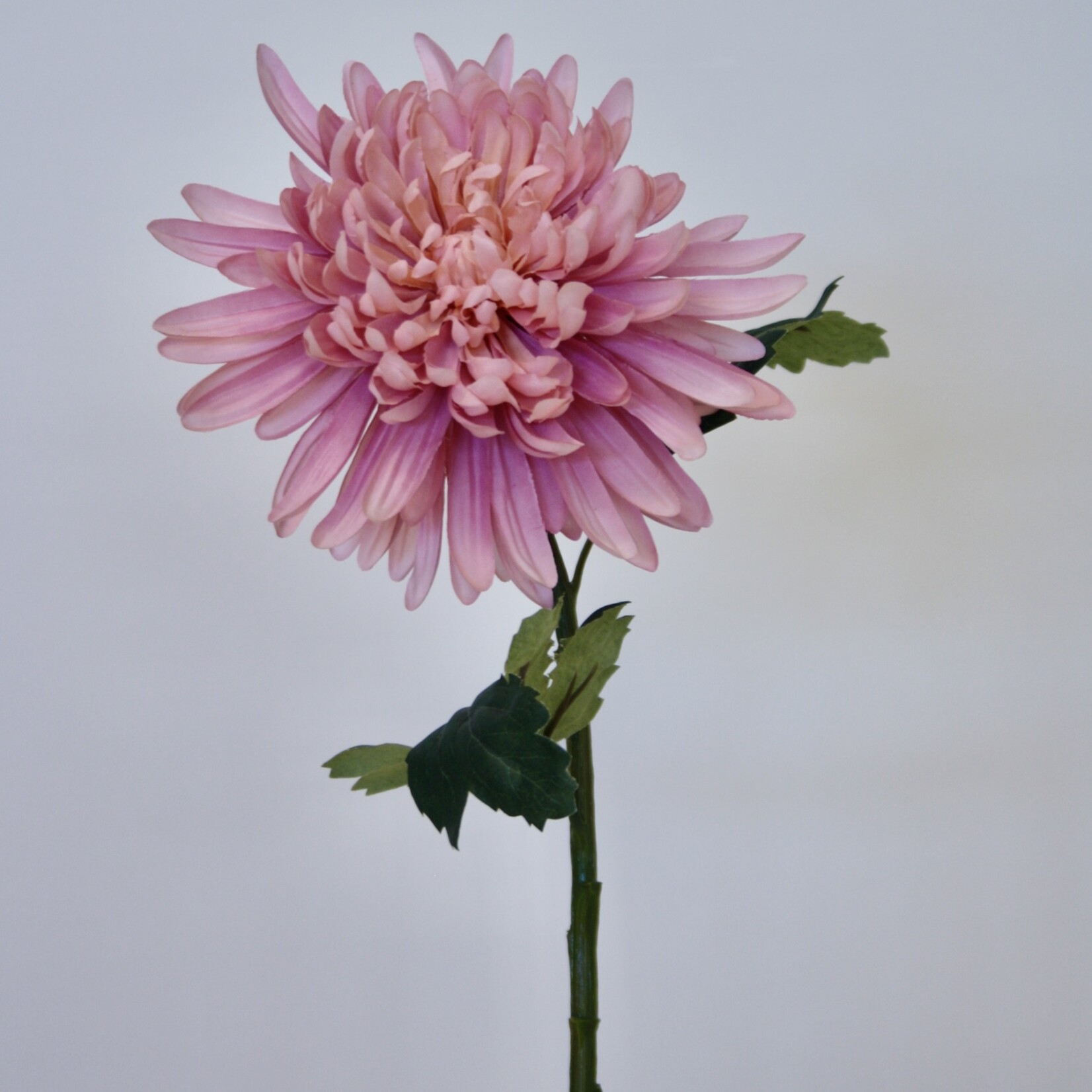 CHRYSANT CHARISMA | ROZE | 55 CM