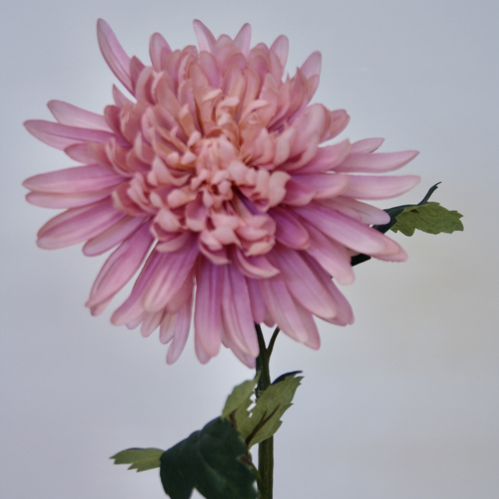 CHRYSANTHEMUM CHARISMA | PINK | 55 CM