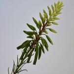 MINI ALOE  | GROEN | 38 CM