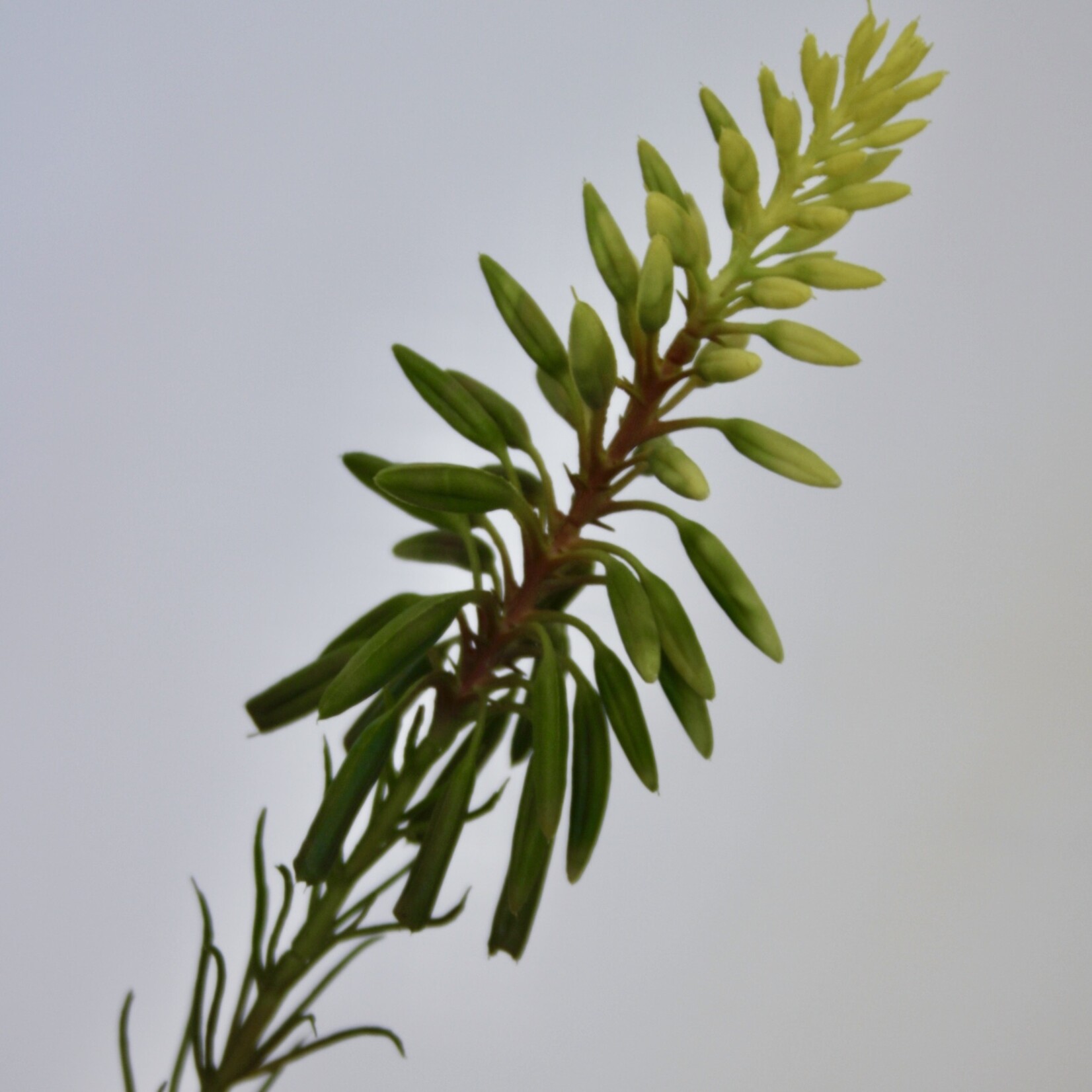 MINI ALOE  | GROEN | 38 CM