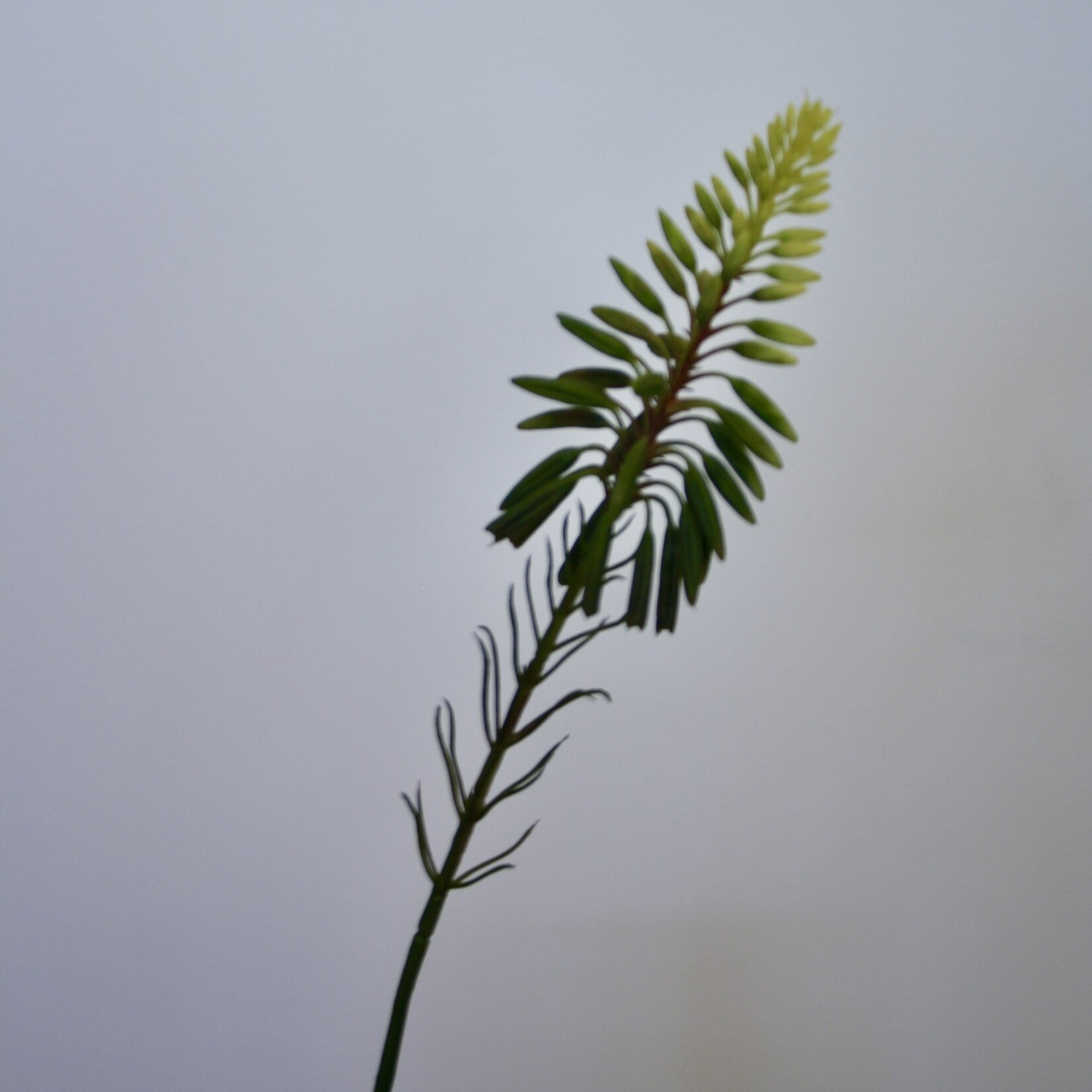 MINI ALOE  | GREEN | 38 CM