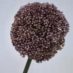 ALLIUM | LILAC | 75 CM