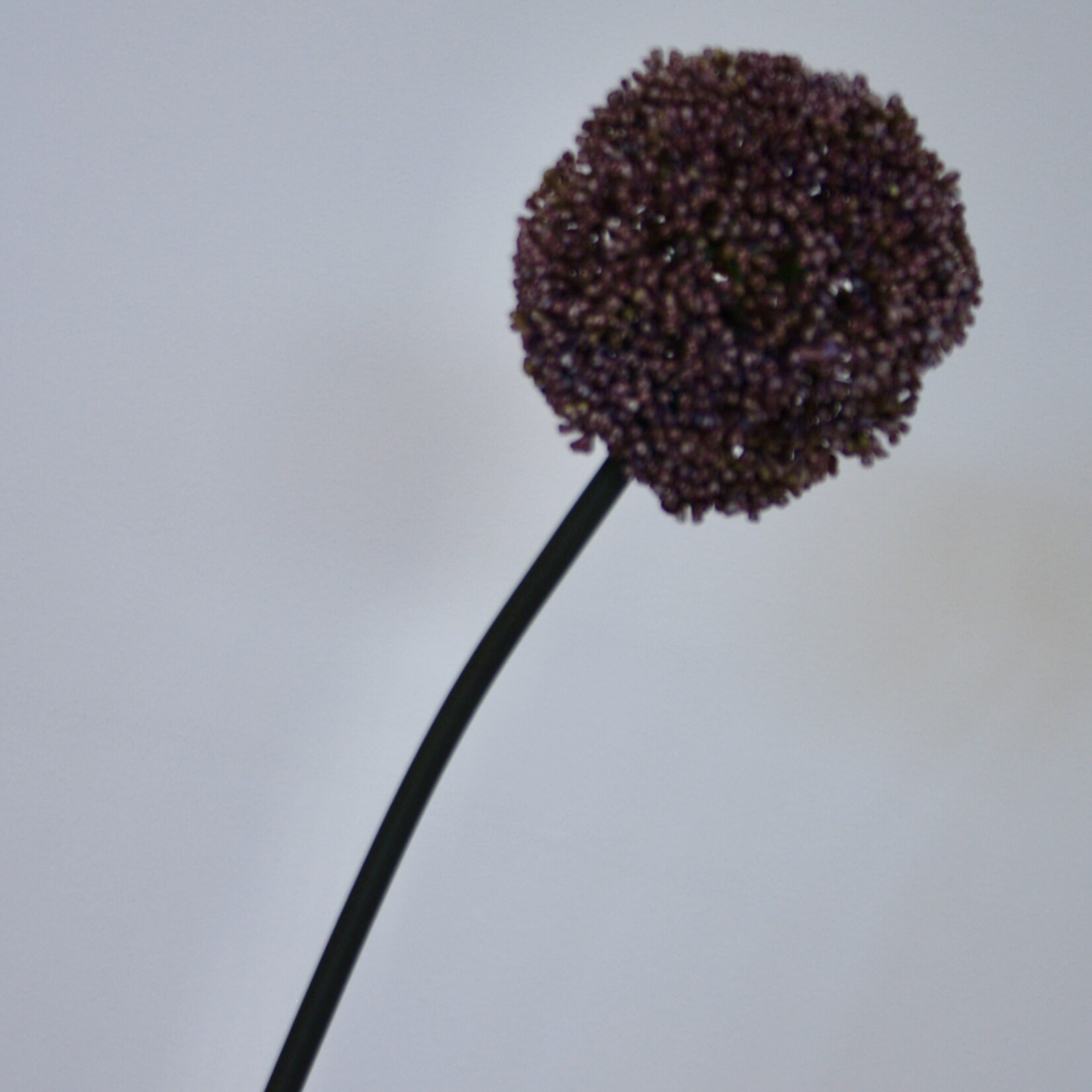 ALLIUM GLADIATOR | LILAC | 75 CM