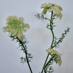 DAUCUS CAROTA | WHITE | 75 CM
