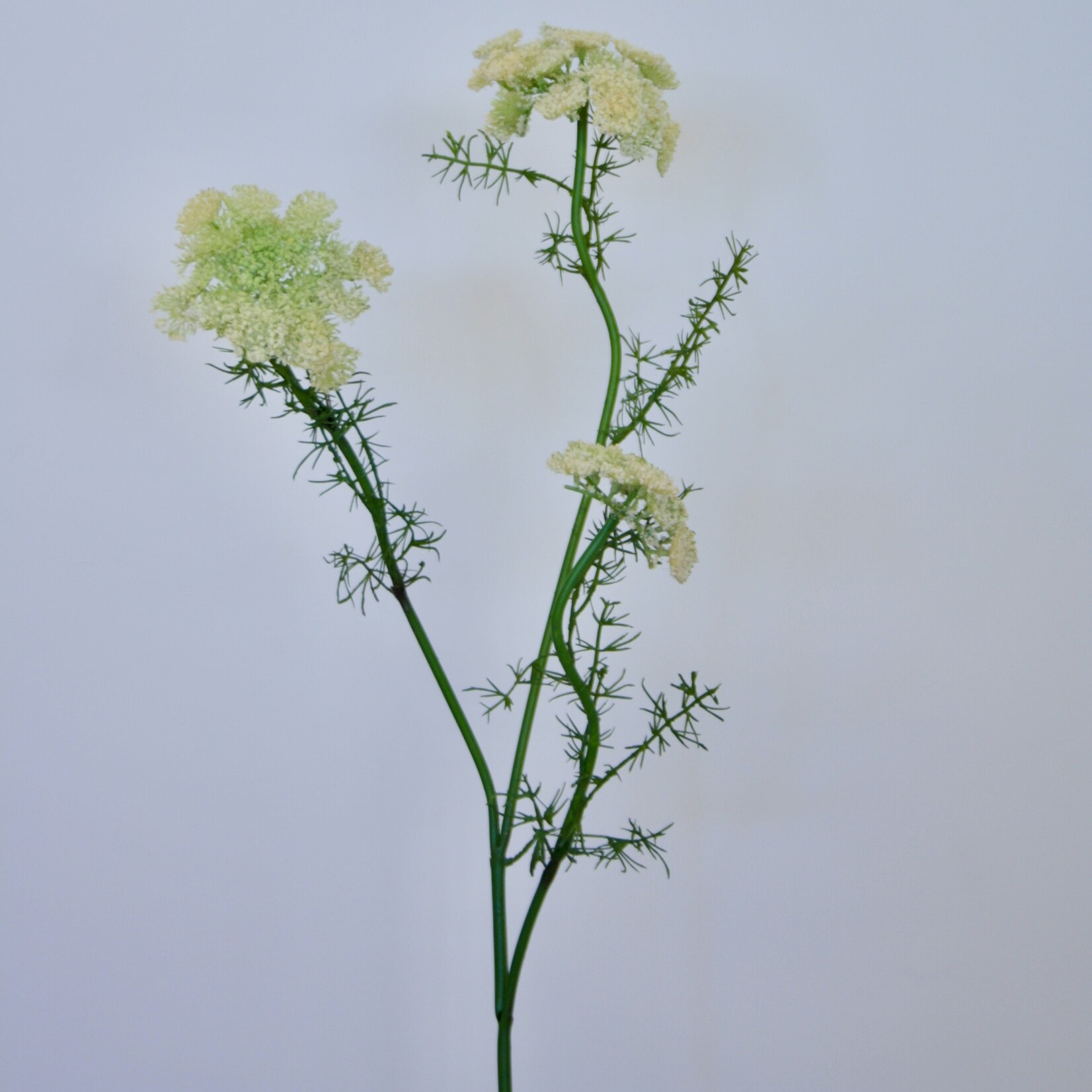 DAUCUS CAROTA | WHITE | 75 CM