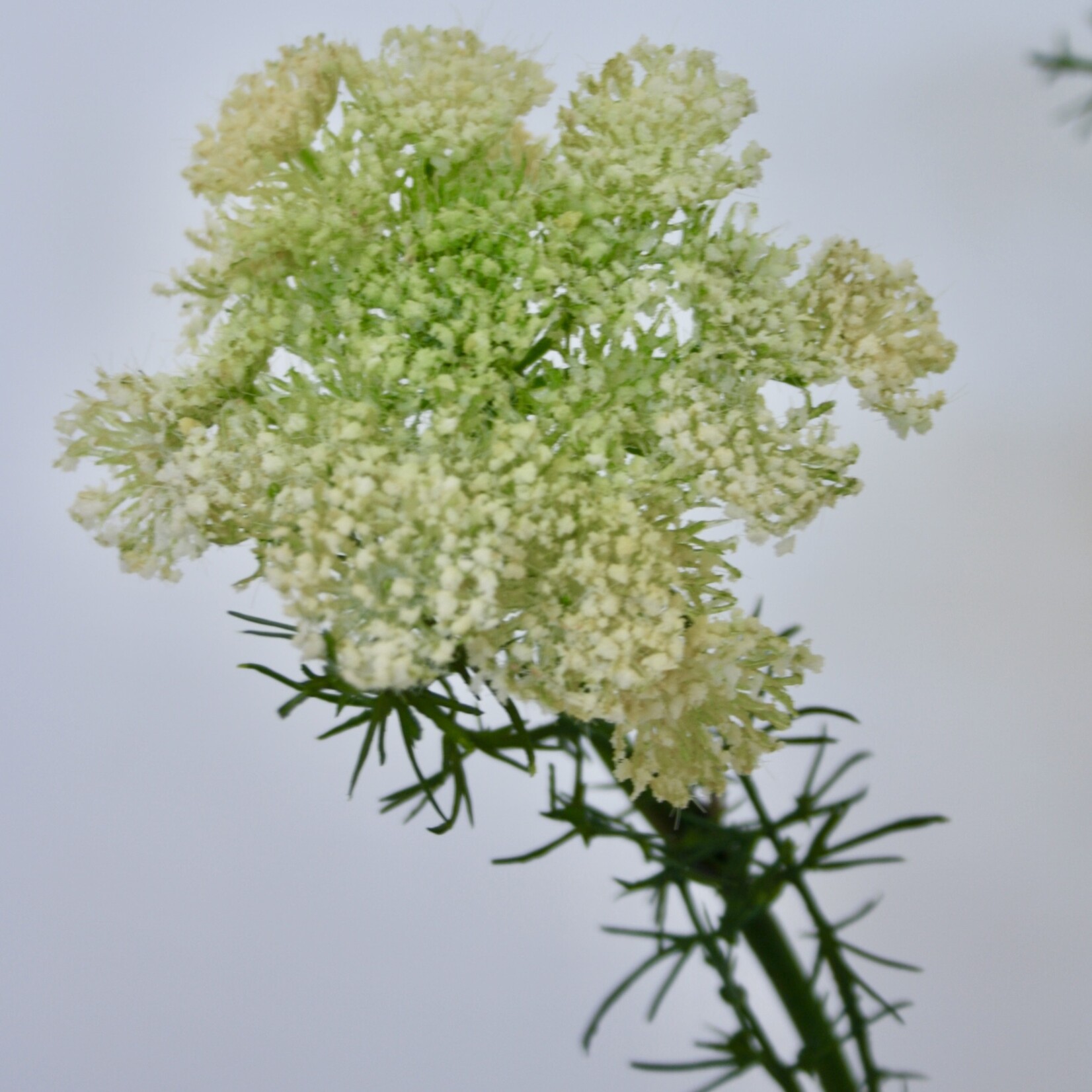 DAUCUS CAROTA | WHITE | 75 CM