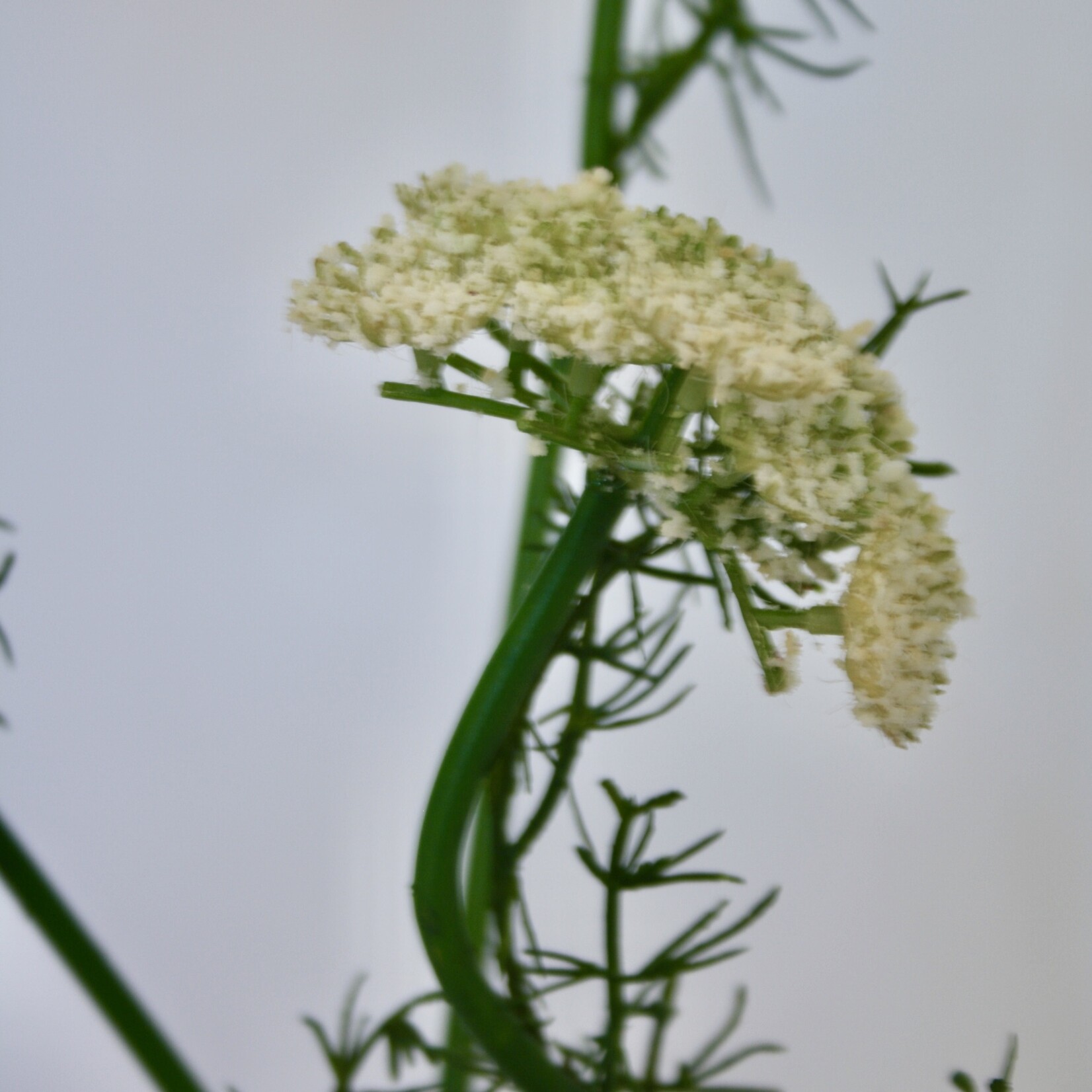 DAUCUS CAROTA | WHITE | 75 CM
