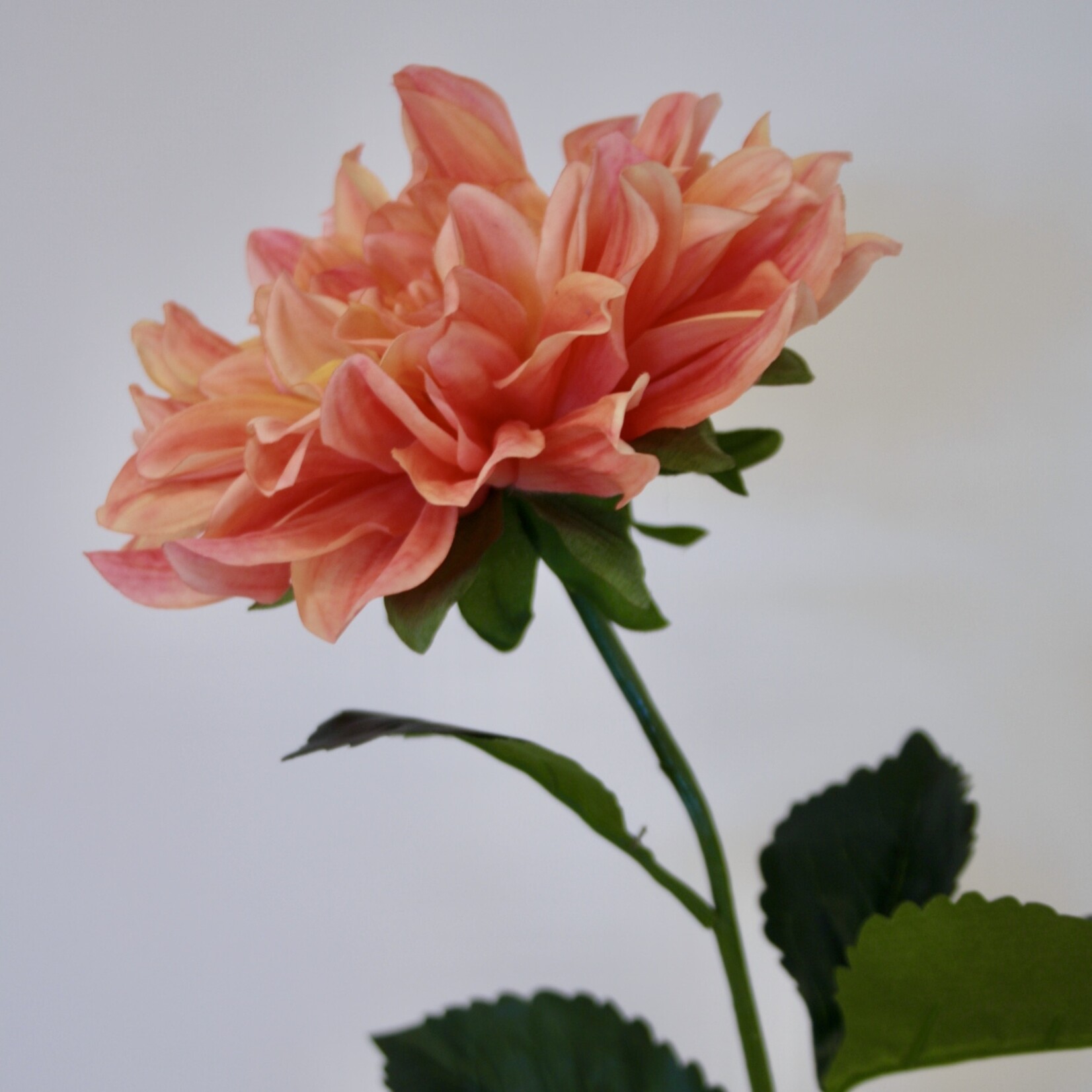 DAHLIA FIREPOT  | ORANJE ROZE | 70 CM