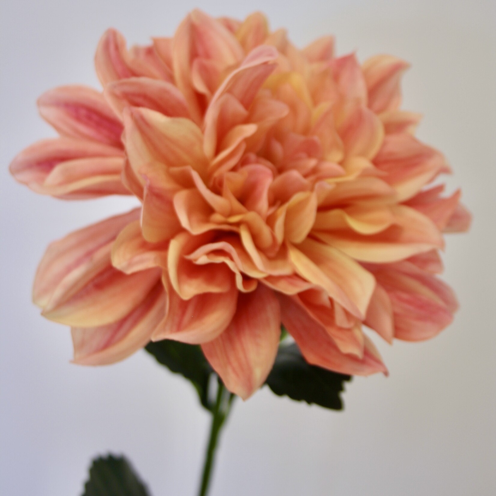 DAHLIA FIREPOT  | ORANJE ROZE | 70 CM