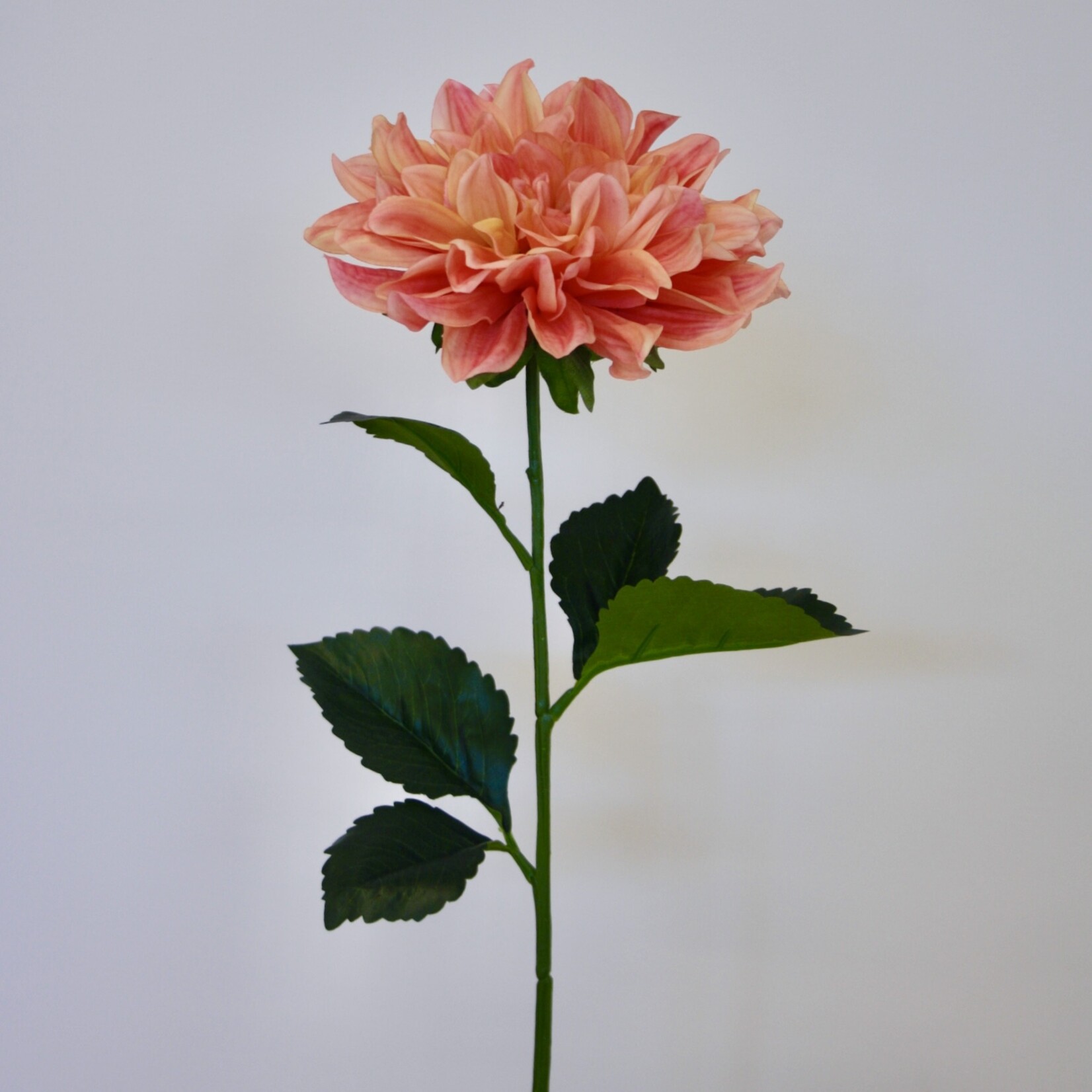 DAHLIA FIREPOT  | ORANJE ROZE | 70 CM