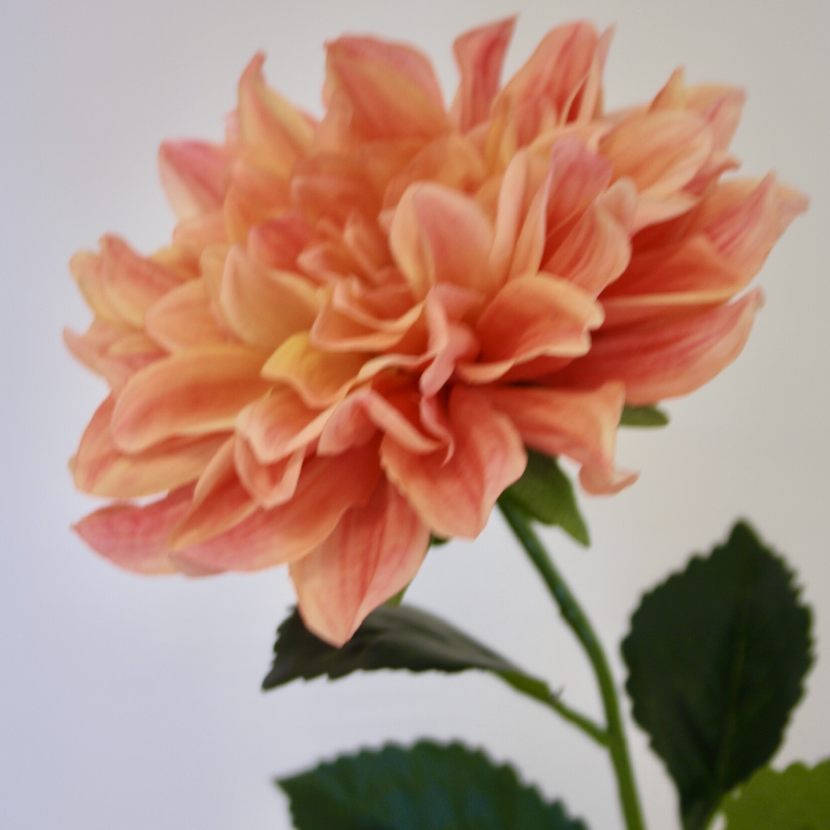 DAHLIA FIREPOT  | ORANGE PINK | 70 CM