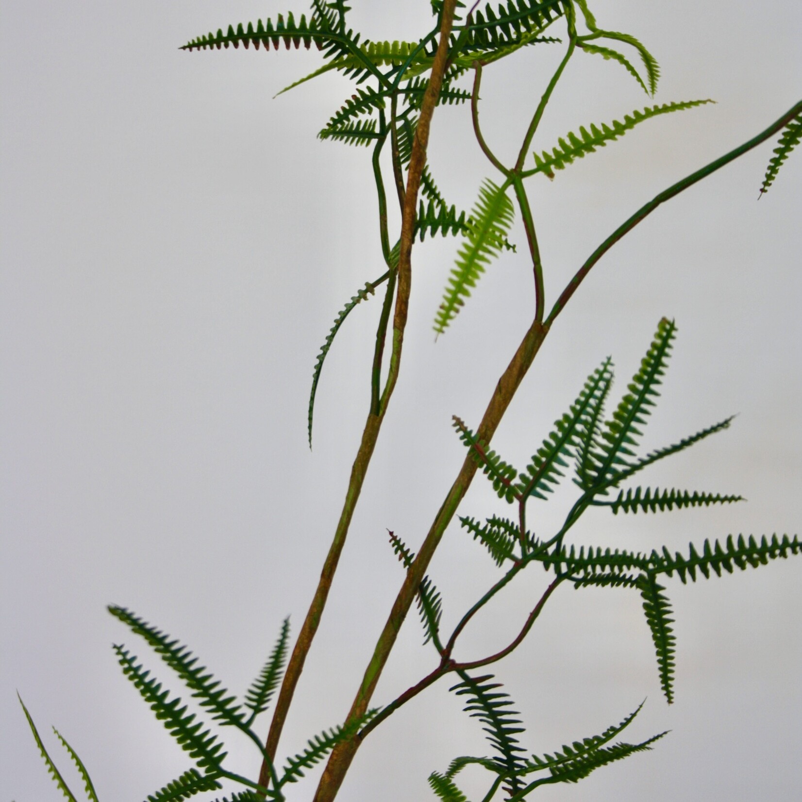 FERN BRANCH FINE  | GREEN | 110 CM