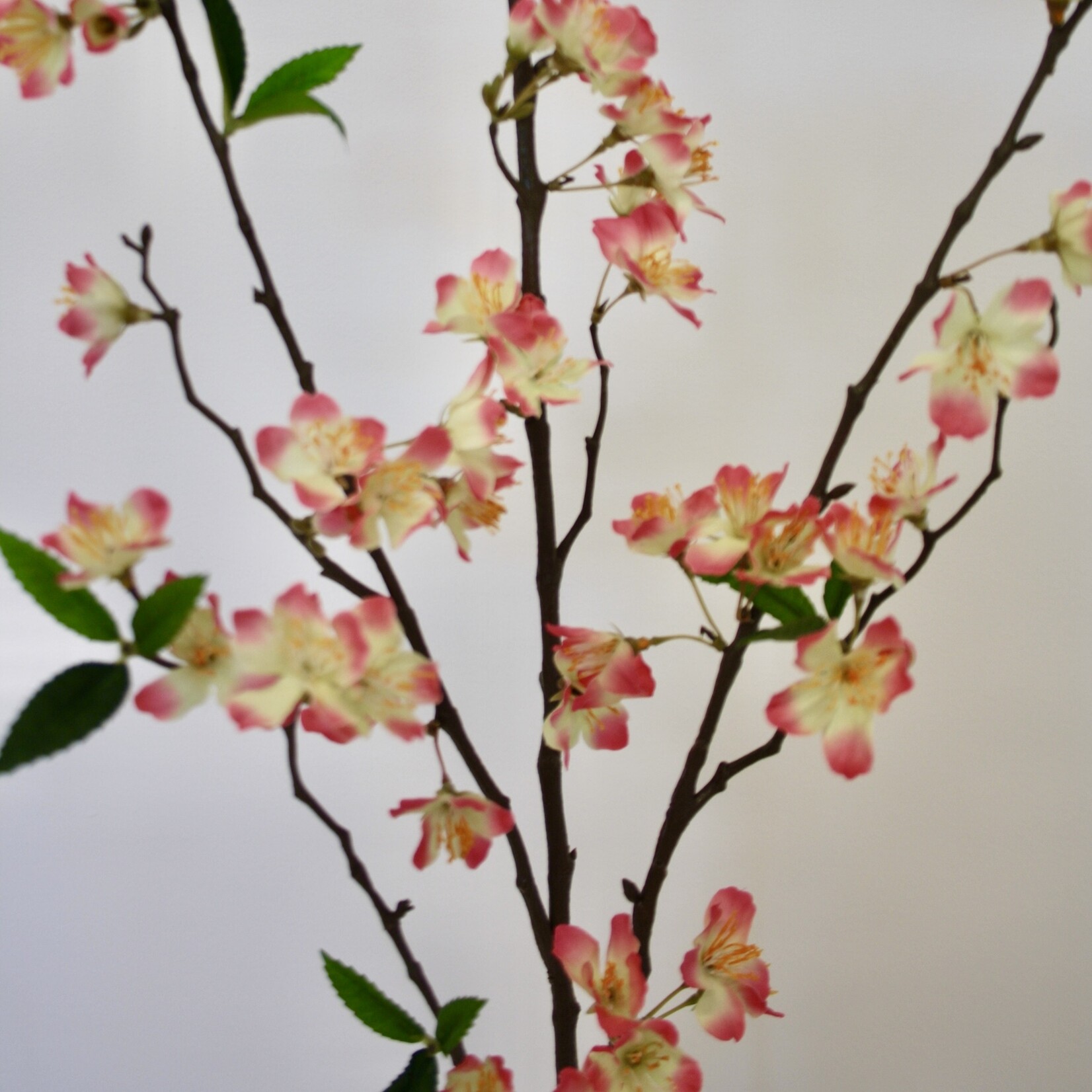 BLOSSOM ACCOLADE| PINK CREME | 110 CM