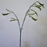 BONENTAK | GROEN | 90 CM