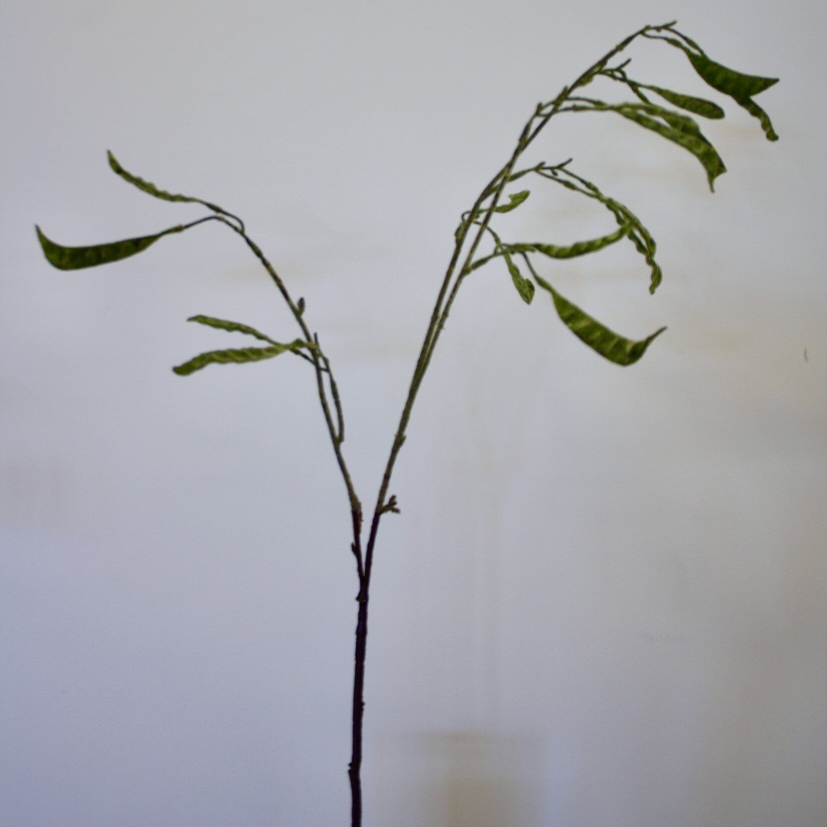 BONENTAK LADY DI | GROEN | 90 CM