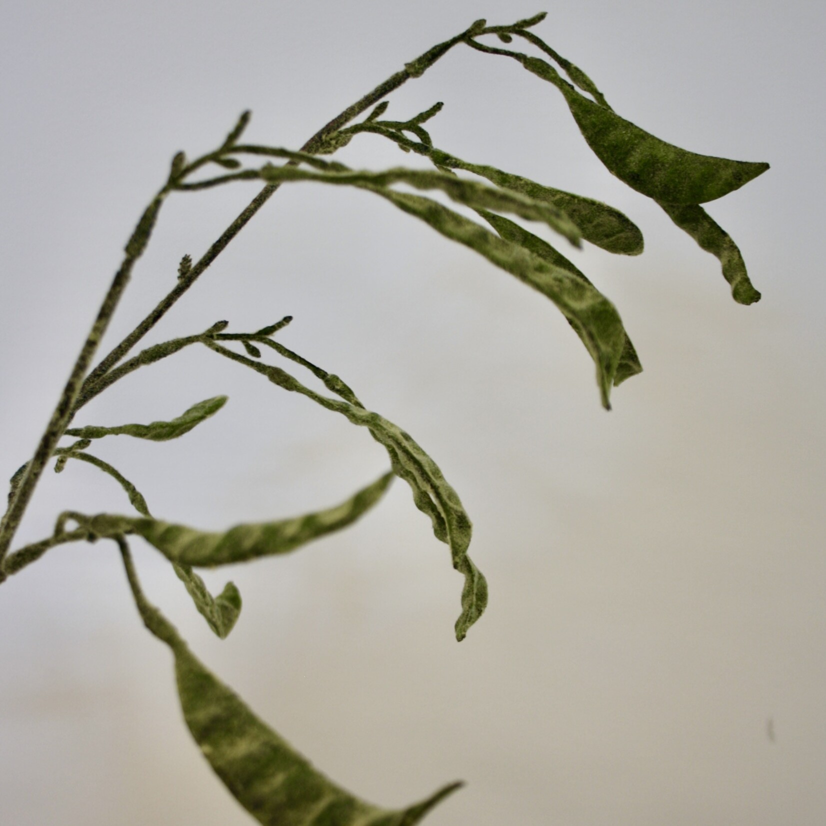 BONENTAK LADY DI | GROEN | 90 CM
