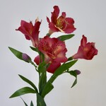 ALSTROEMERIA | FUCHSIA | 75 CM