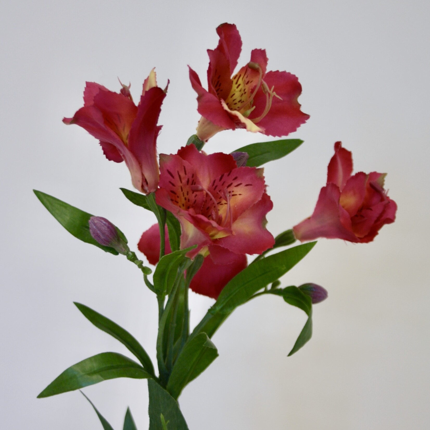 ALSTROEMERIA PRINCESS LETITZIA | FUCHSIA | 75 CM