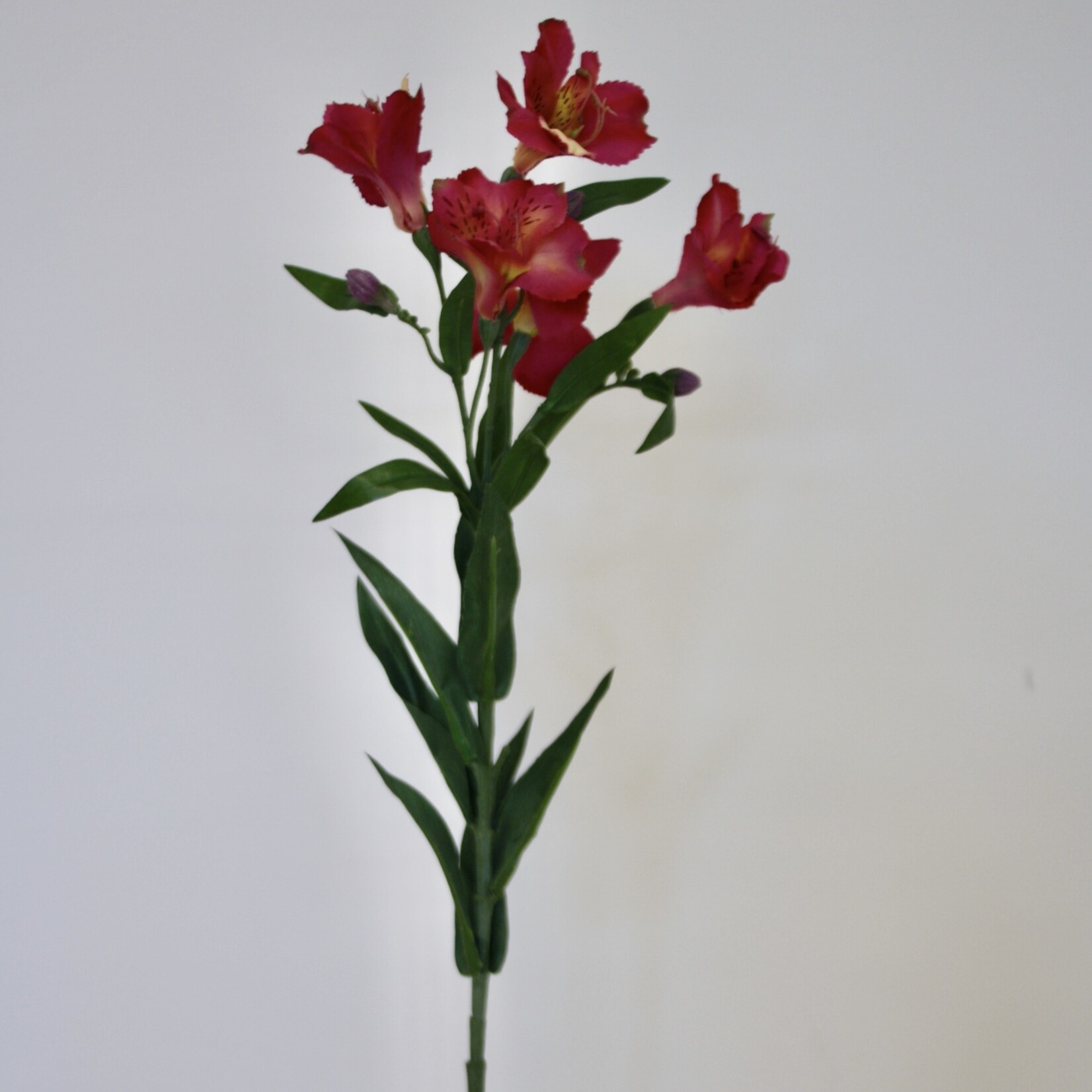 ALSTROEMERIA PRINCESS LETITZIA | FUCHSIA | 75 CM