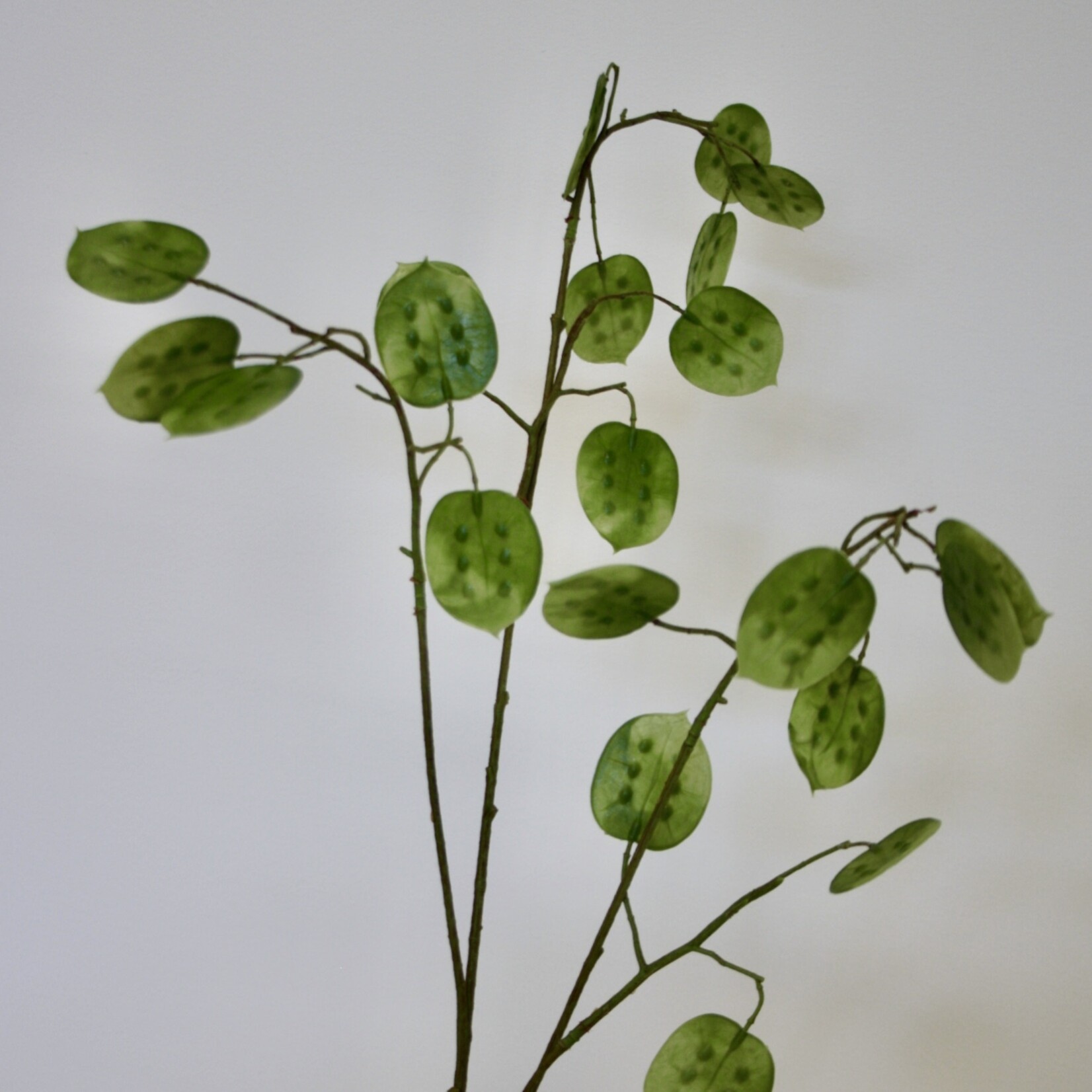 LUNARIA ANNUA | GREEN | 95 CM