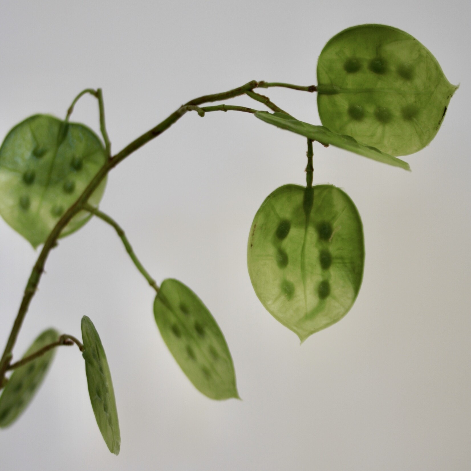 JUDASPENNING ANNUA | GROEN | 95 CM
