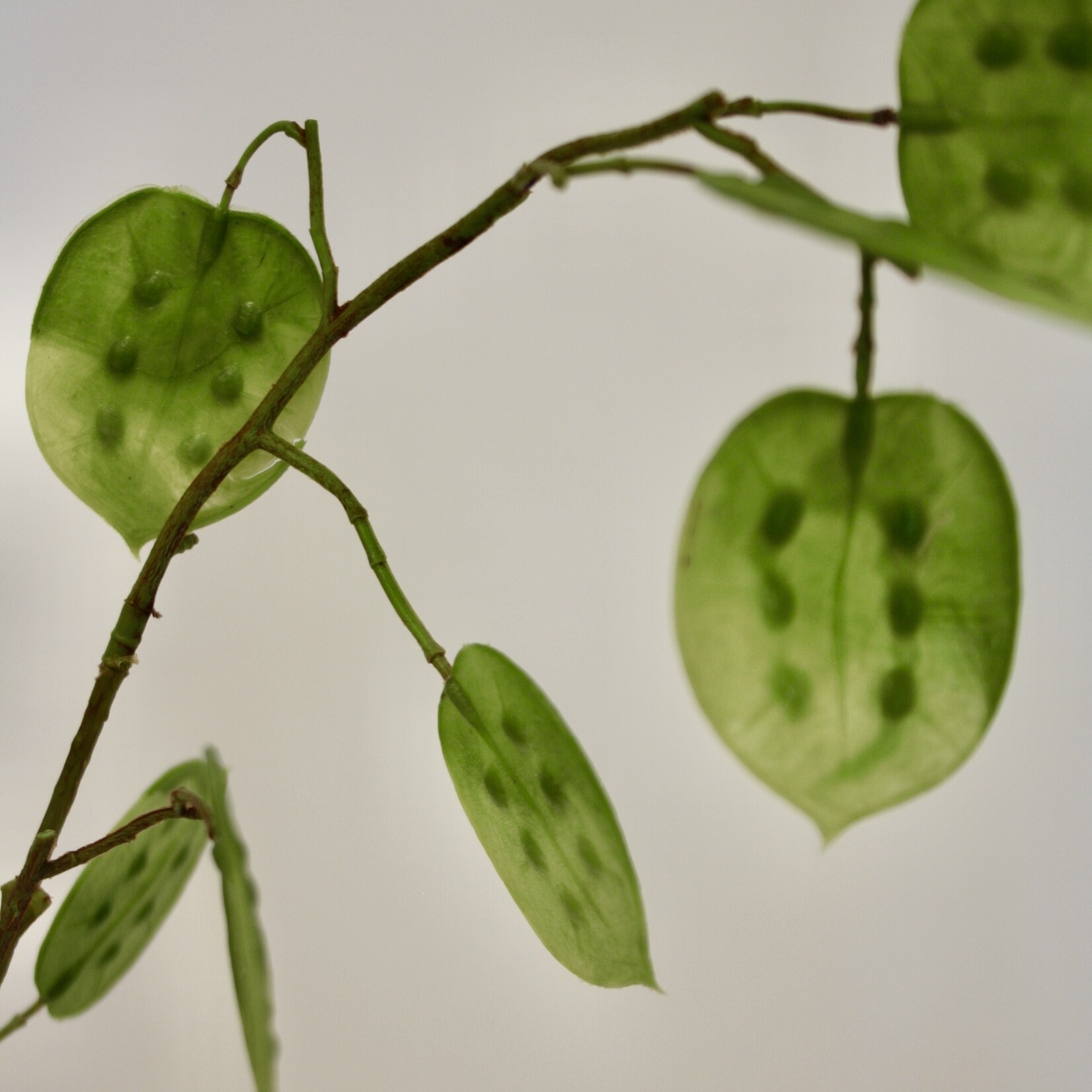 LUNARIA ANNUA | GREEN | 95 CM