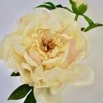PEONY ROSE | YELLOW | 60 CM