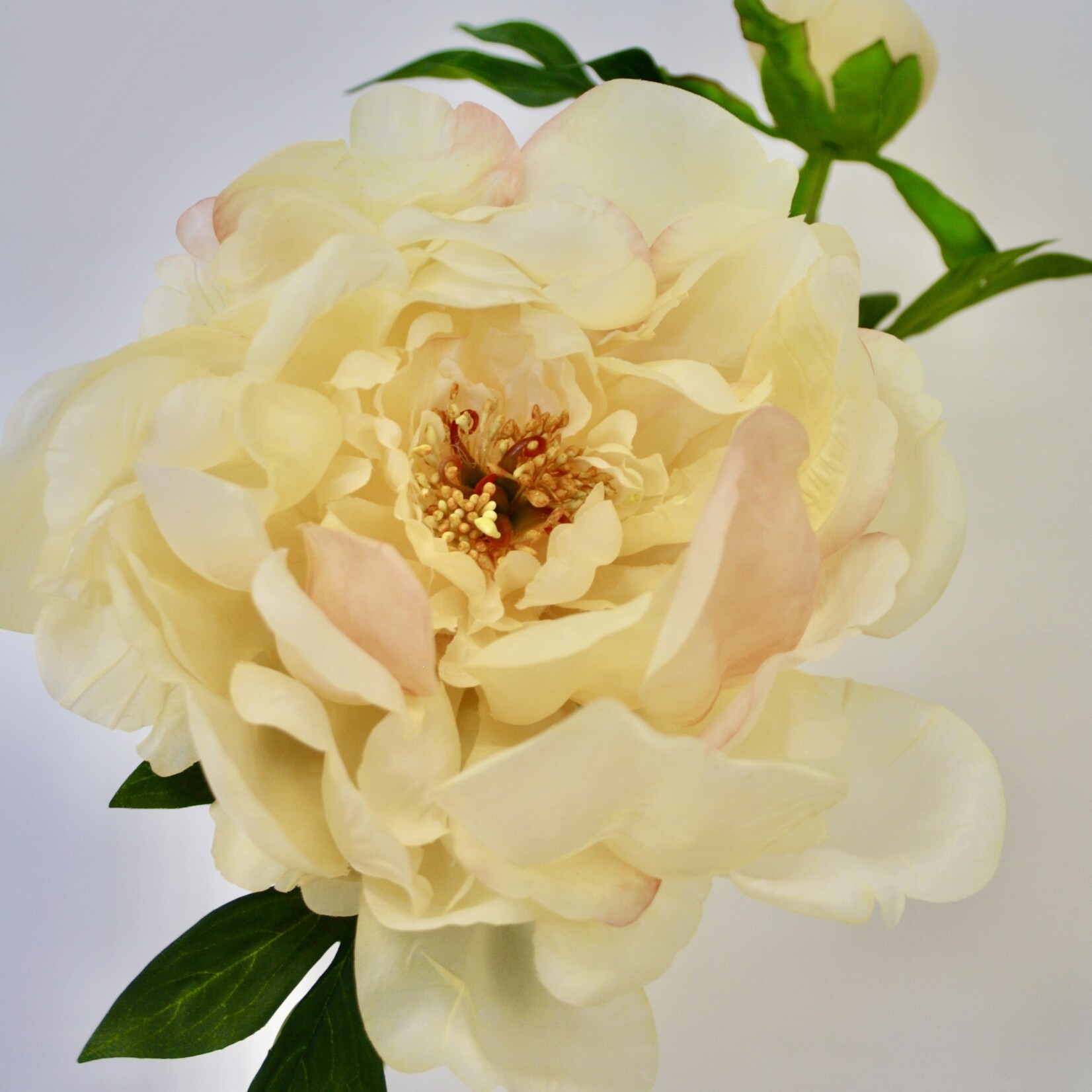 PEONY ROSE GOLDEN GATE | YELLOW | 60 CM