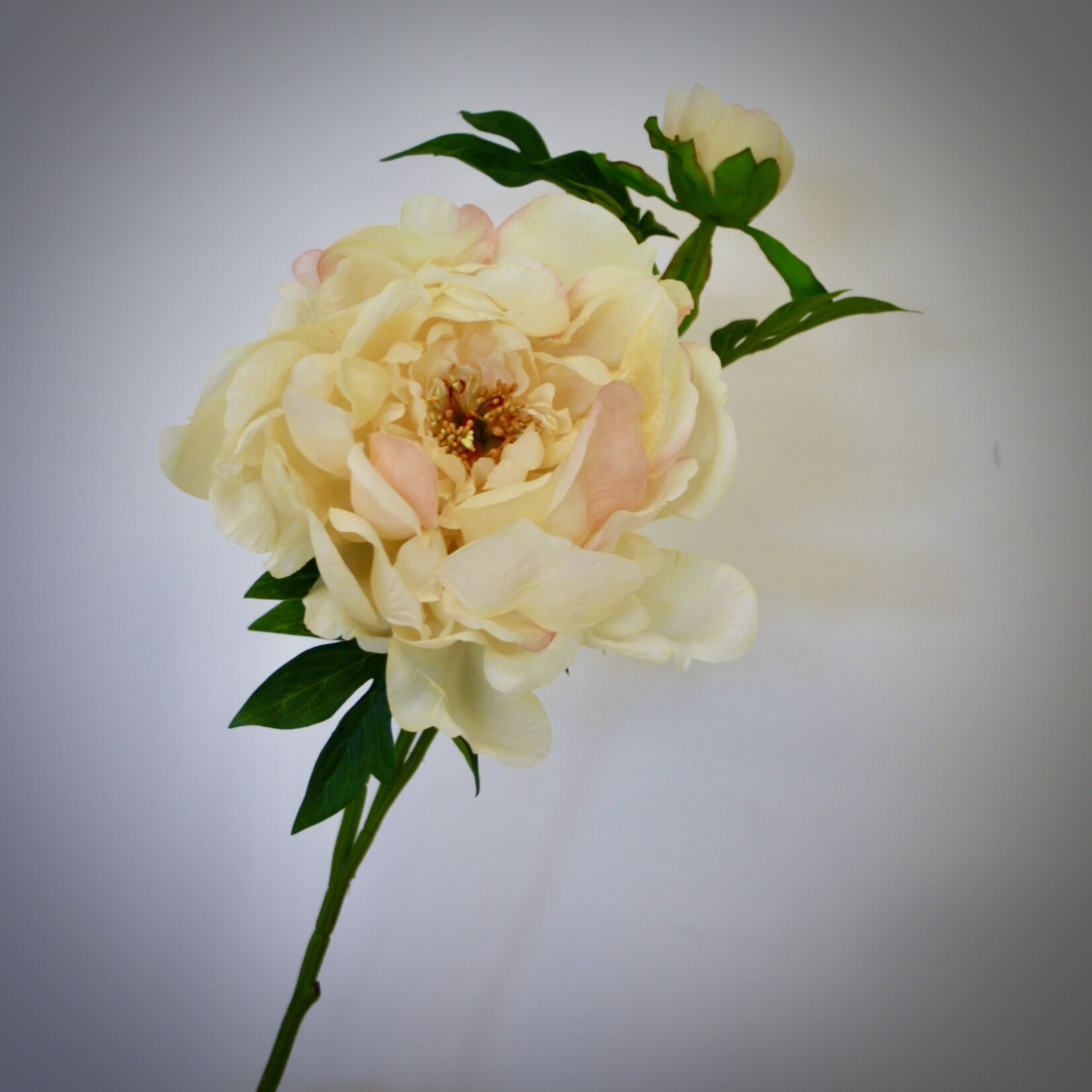 PEONY ROSE GOLDEN GATE | YELLOW | 60 CM