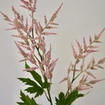 ASTILBE | PINK | 90 CM