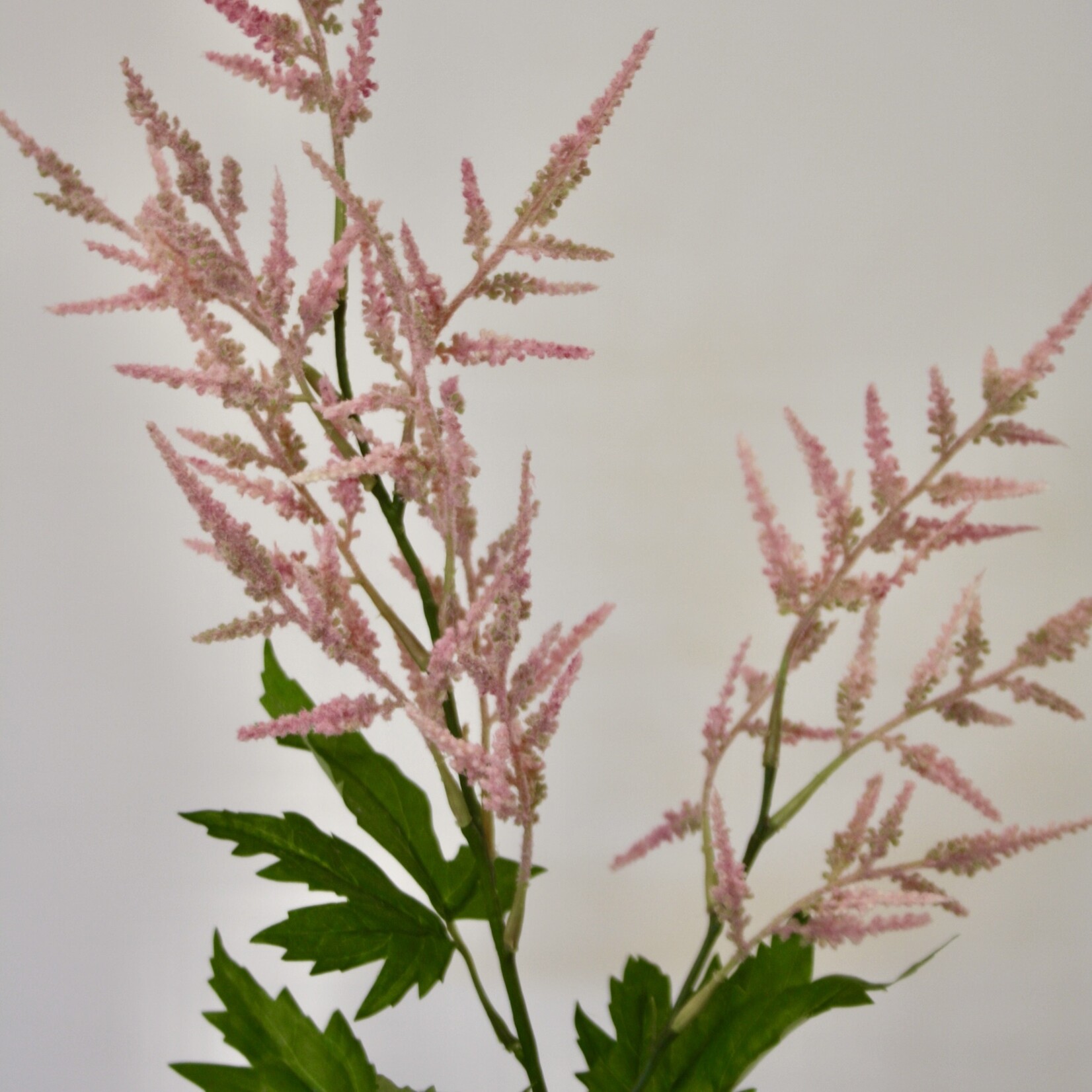 ASTILBE CATTLEYA | PINK | 90 CM