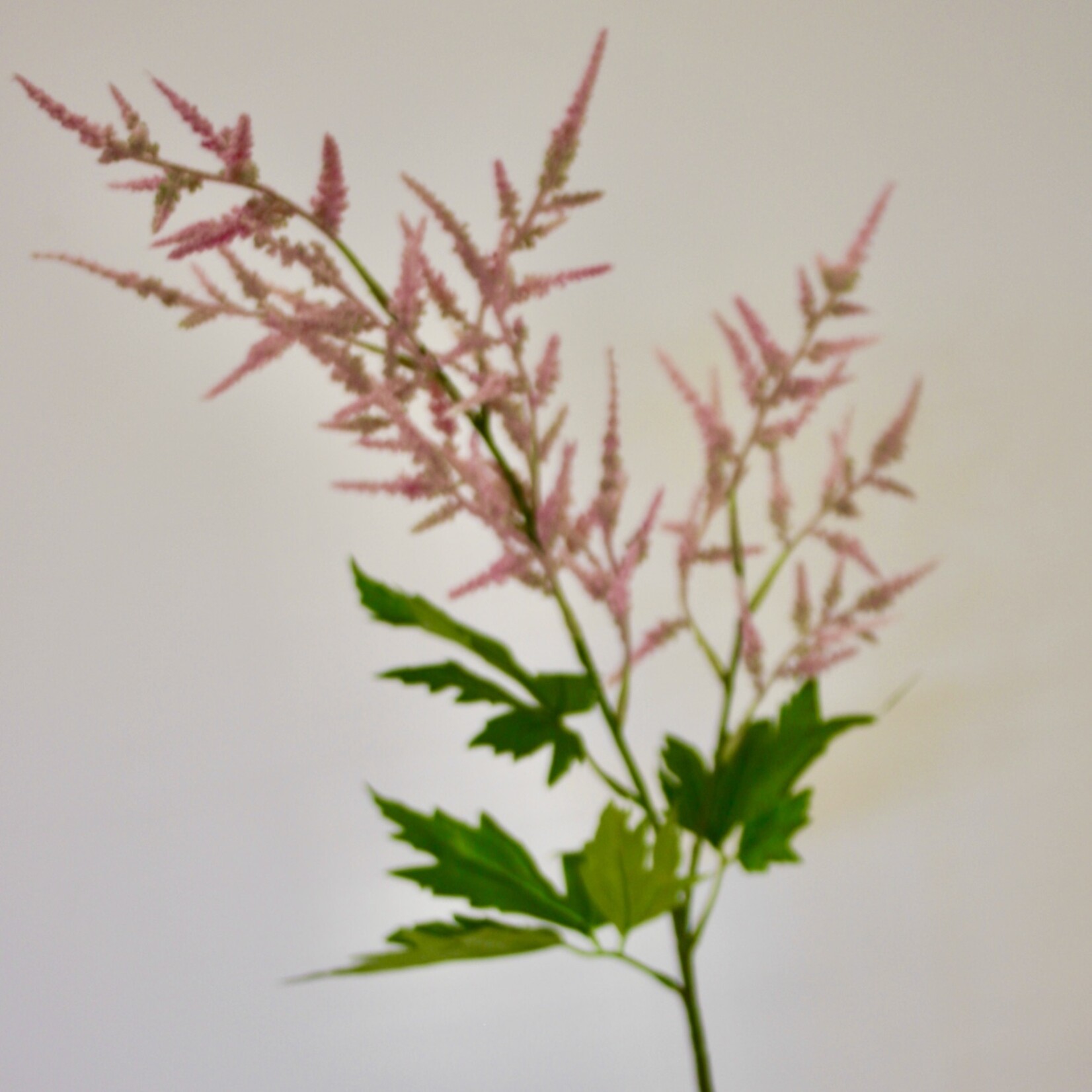 ASTILBE CATTLEYA | PINK | 90 CM