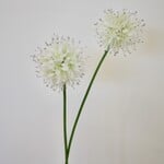 ALLIUM MONT BLANC| WHITE | 60 CM