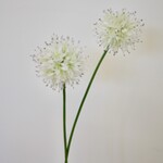 ALLIUM MONT BLANC | WIT | 60 CM