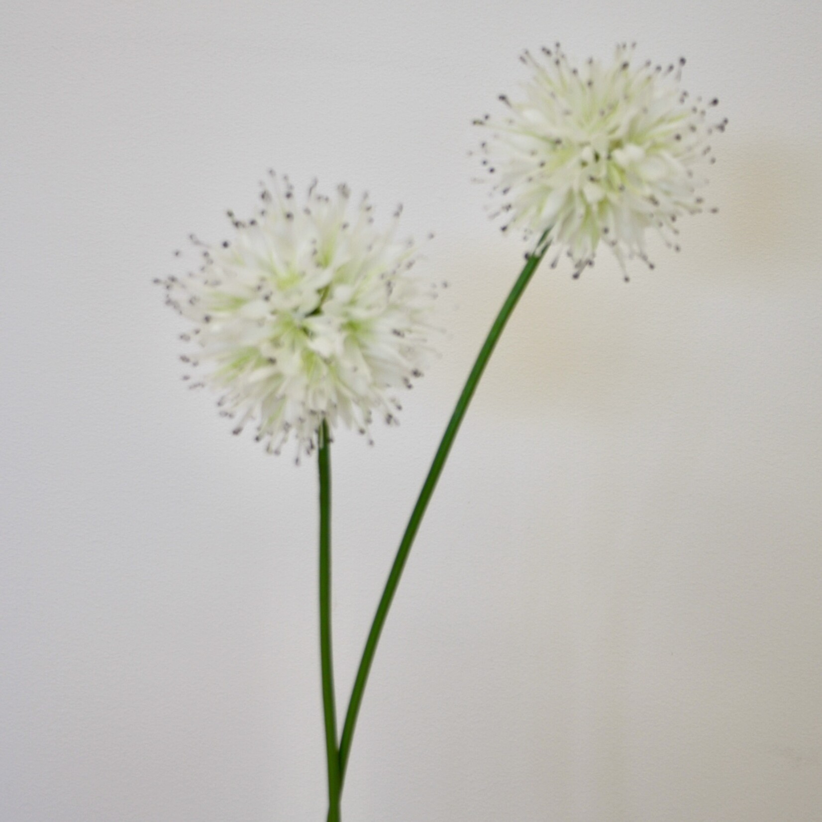 ALLIUM MONT BLANC | WHITE | 60 CM