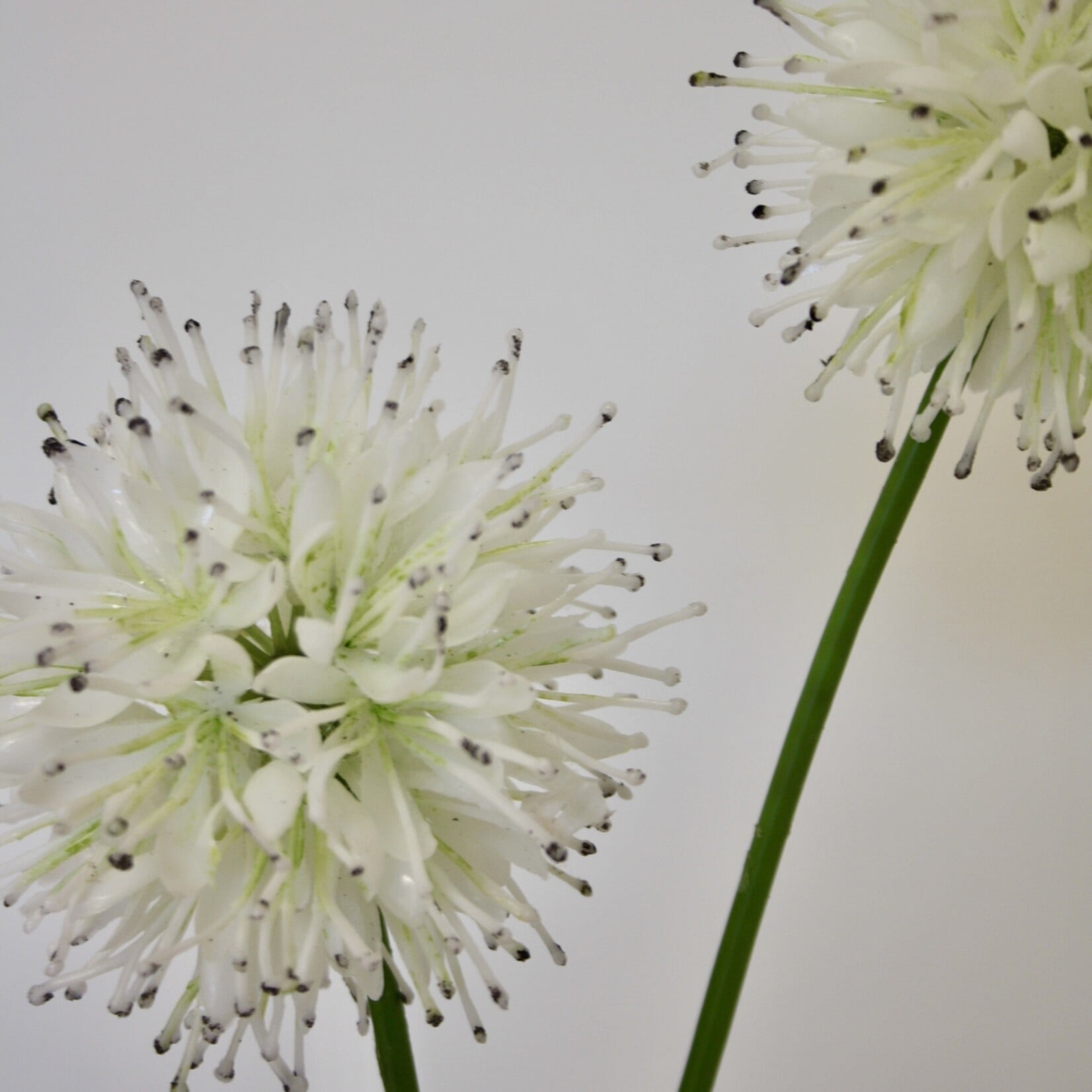 ALLIUM MONT BLANC | WIT | 60 CM