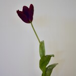 TULP | PAARS | 67 CM