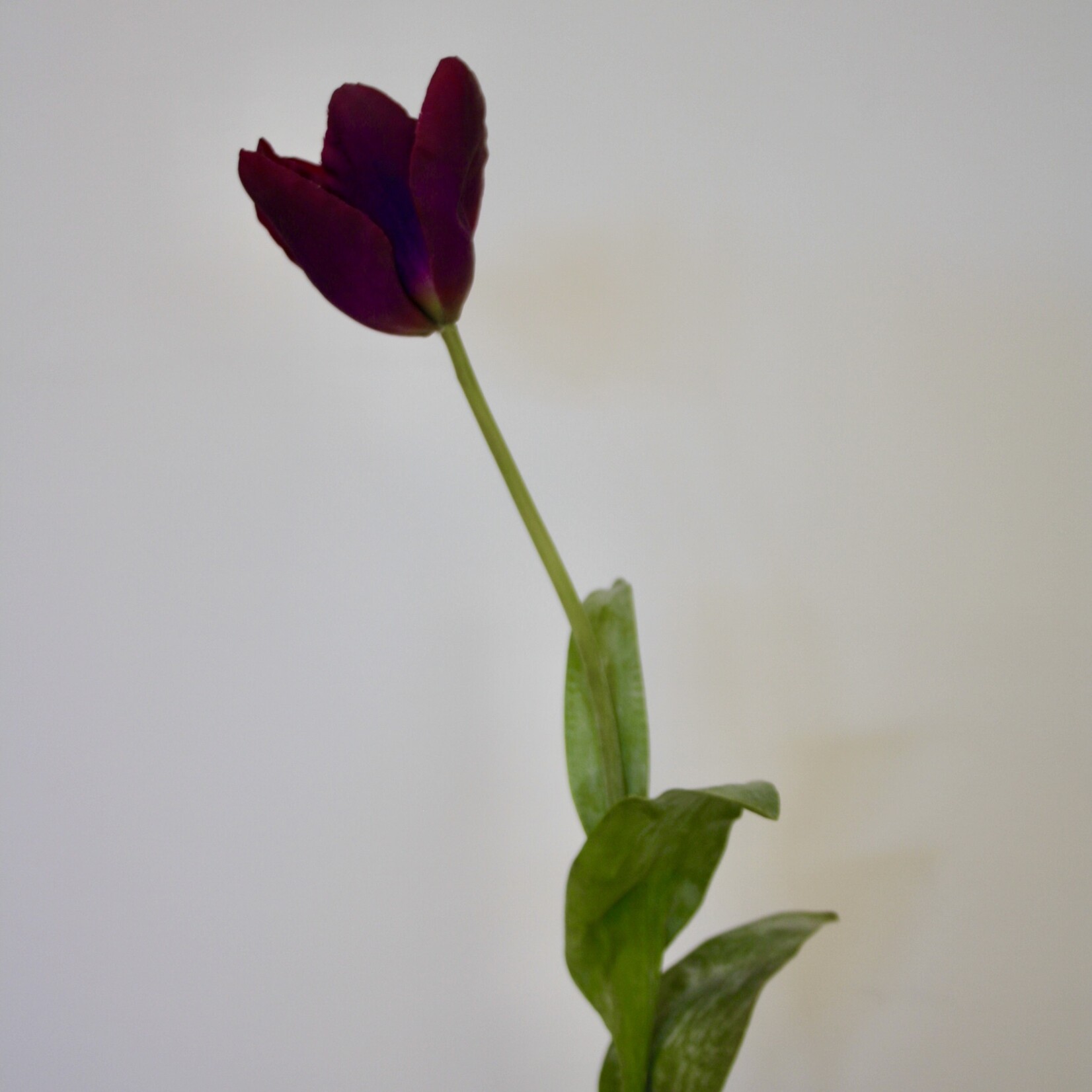 TULIP PURPLE PRINCE | PURPLE  | 67 CM