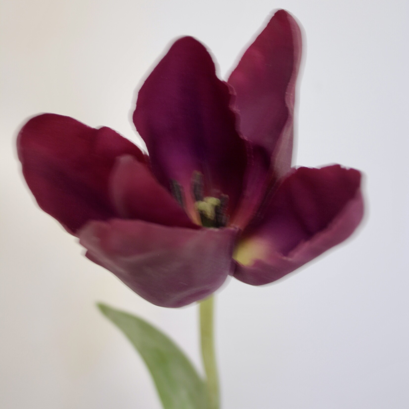 TULIP PURPLE PRINCE | PURPLE  | 67 CM